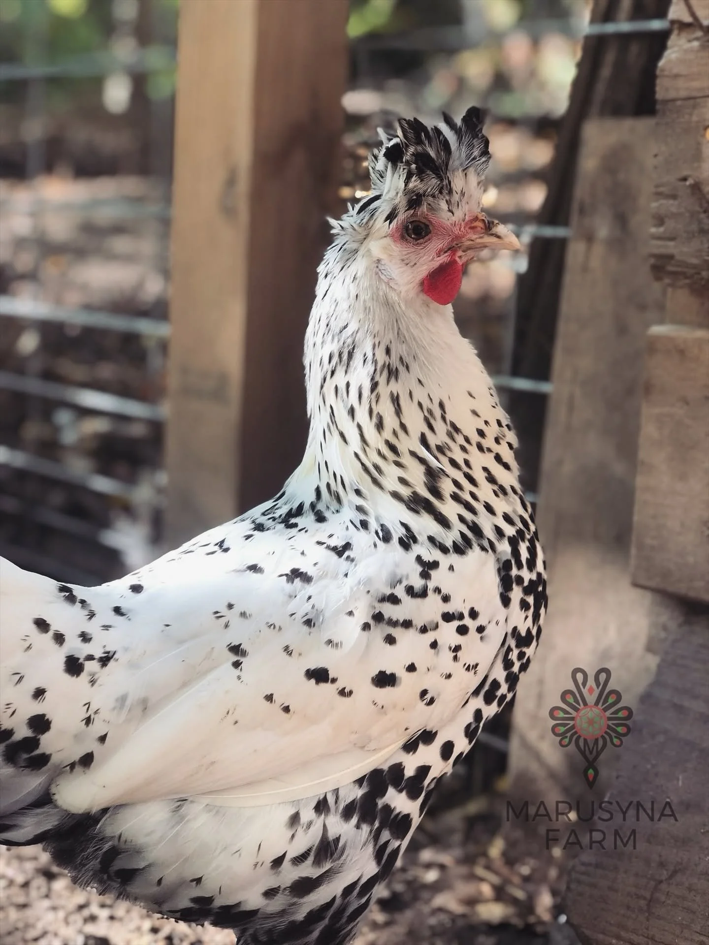 A black and white speckled chicken standing outdoors near a wooden structure, with blurred background.