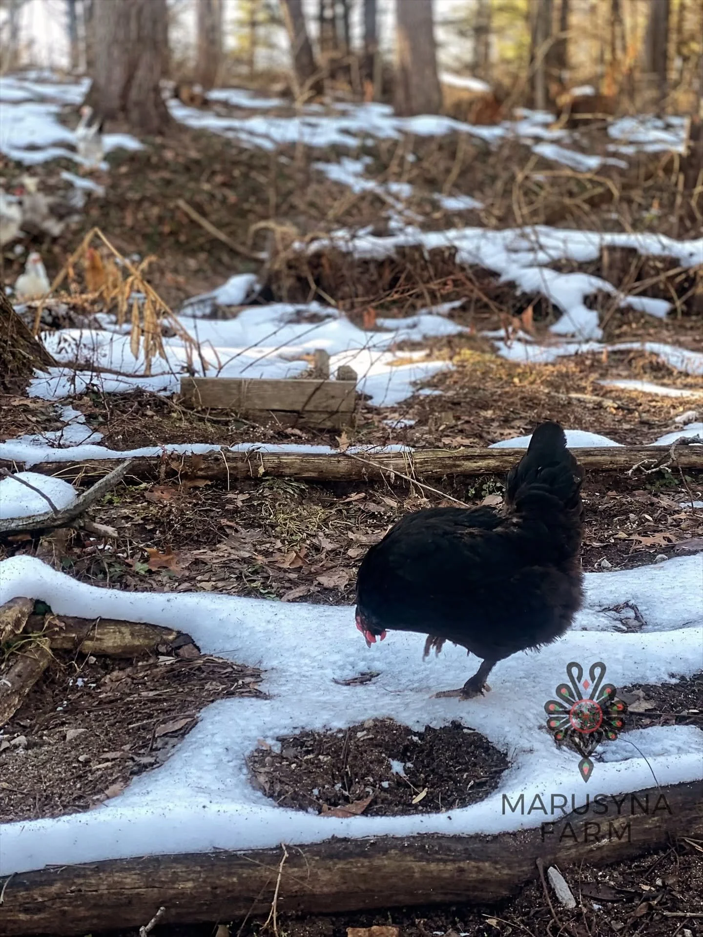 A black chicken walking on snow-covered ground in a wooded area, with trees and patches of snow in the background.