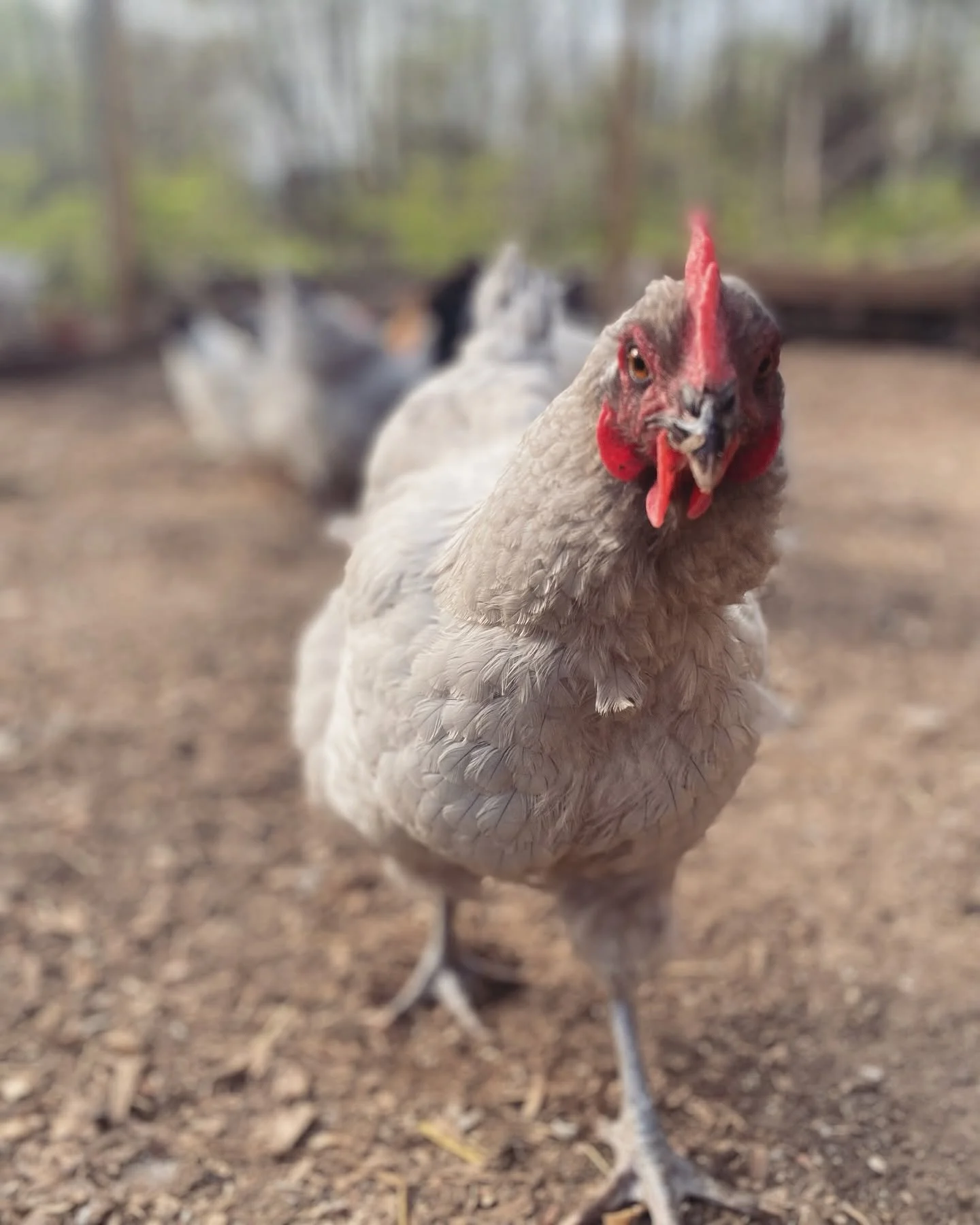 A close-up of a chicken standing on dirt ground with other chickens in the blurred background.