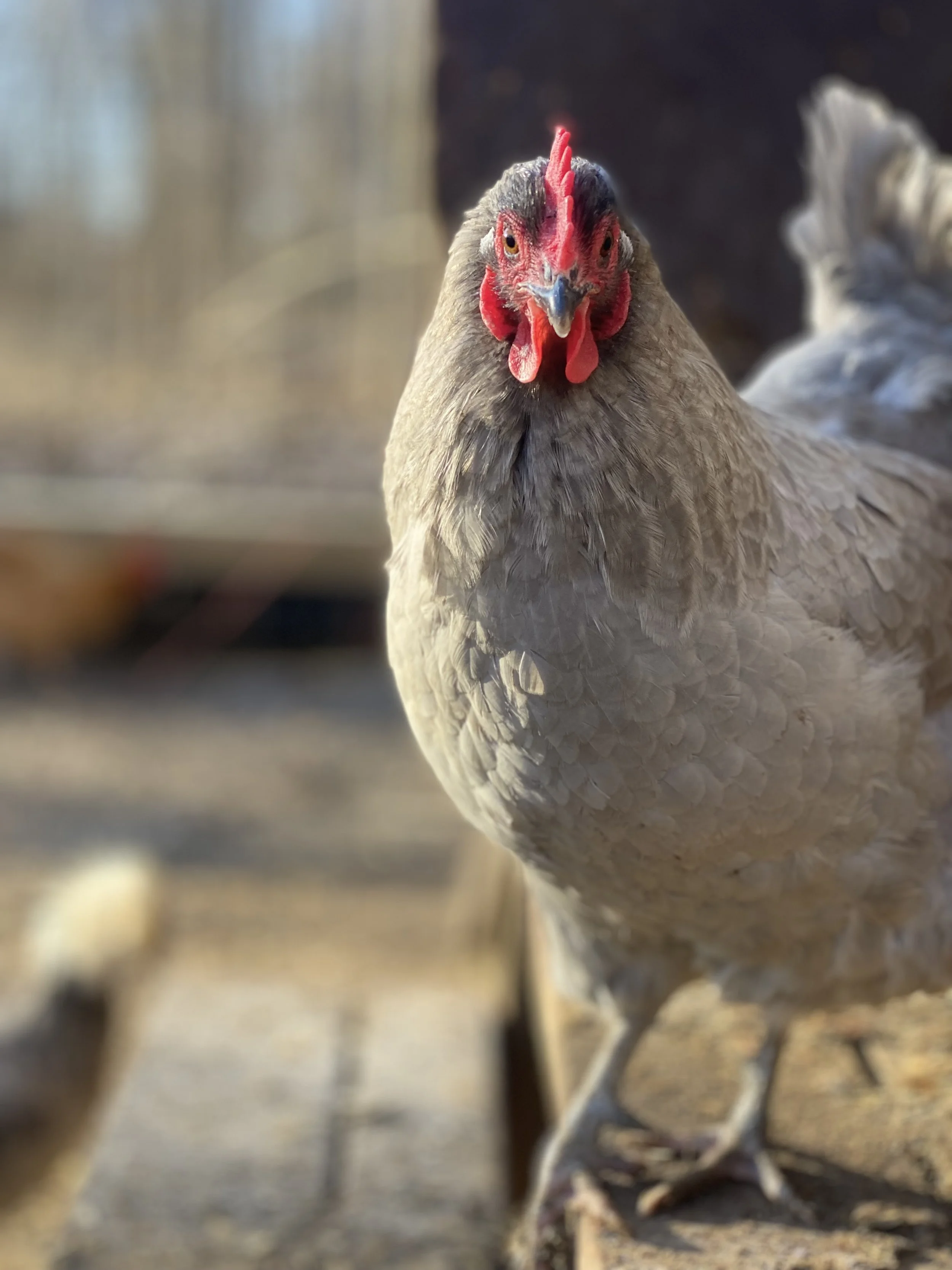 Close-up of a chicken with gray feathers, a red comb, and wattles, standing on dirt ground.