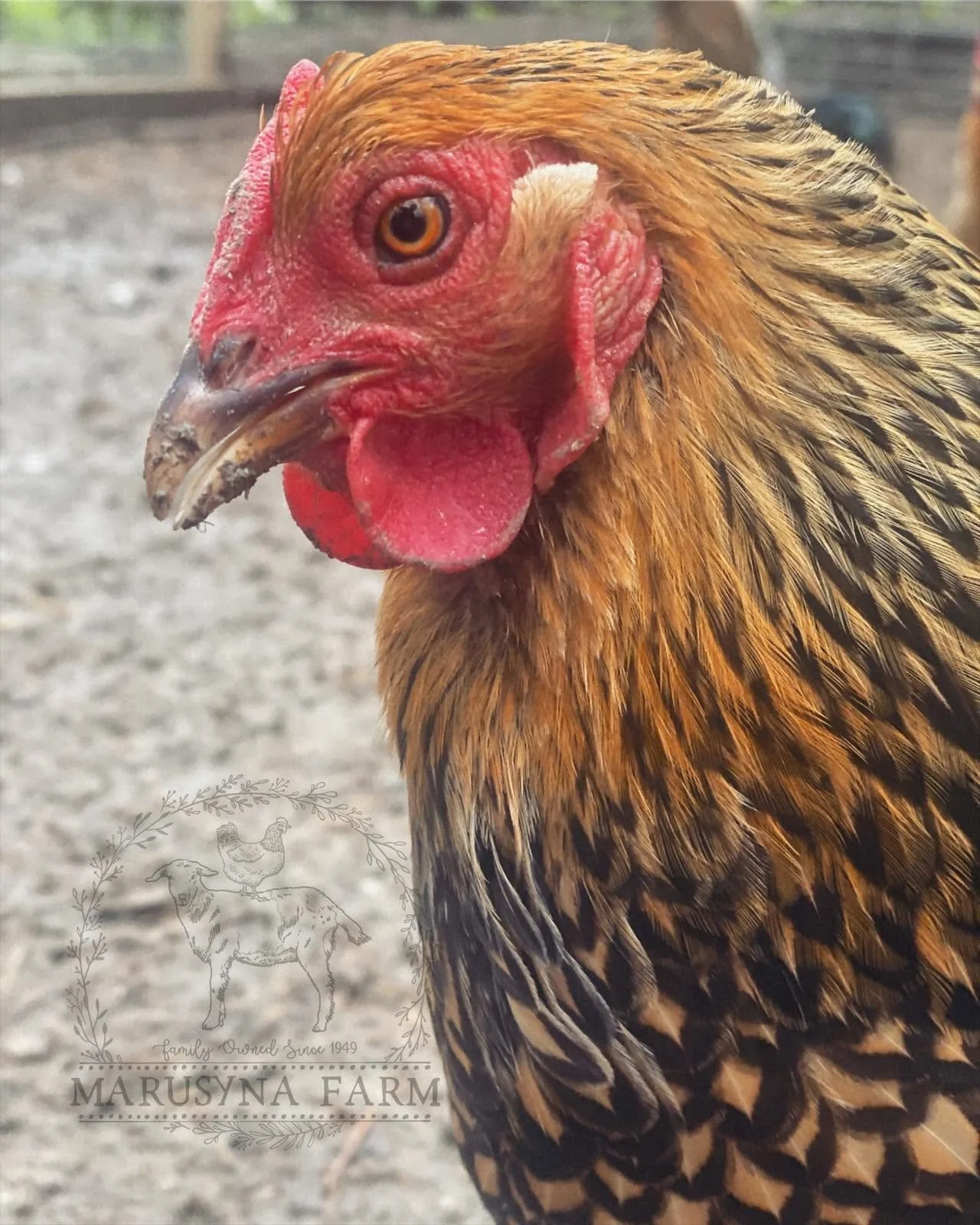 Close-up of a chicken with a red comb and wattles, multicolored feathers, and sharp beak at a farm or outdoor setting.