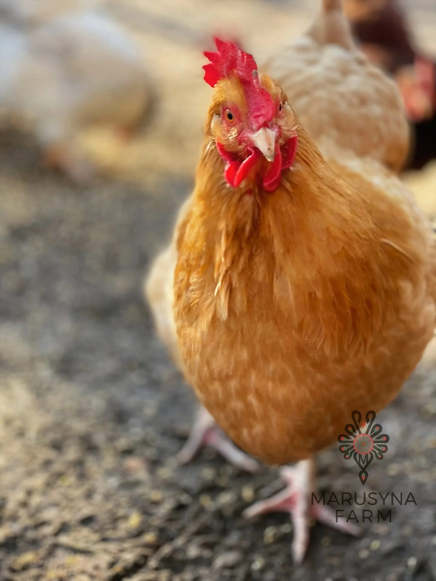 A close-up of a brown chicken with a red comb and wattles, standing on a dirt ground at Marusyna Farm.