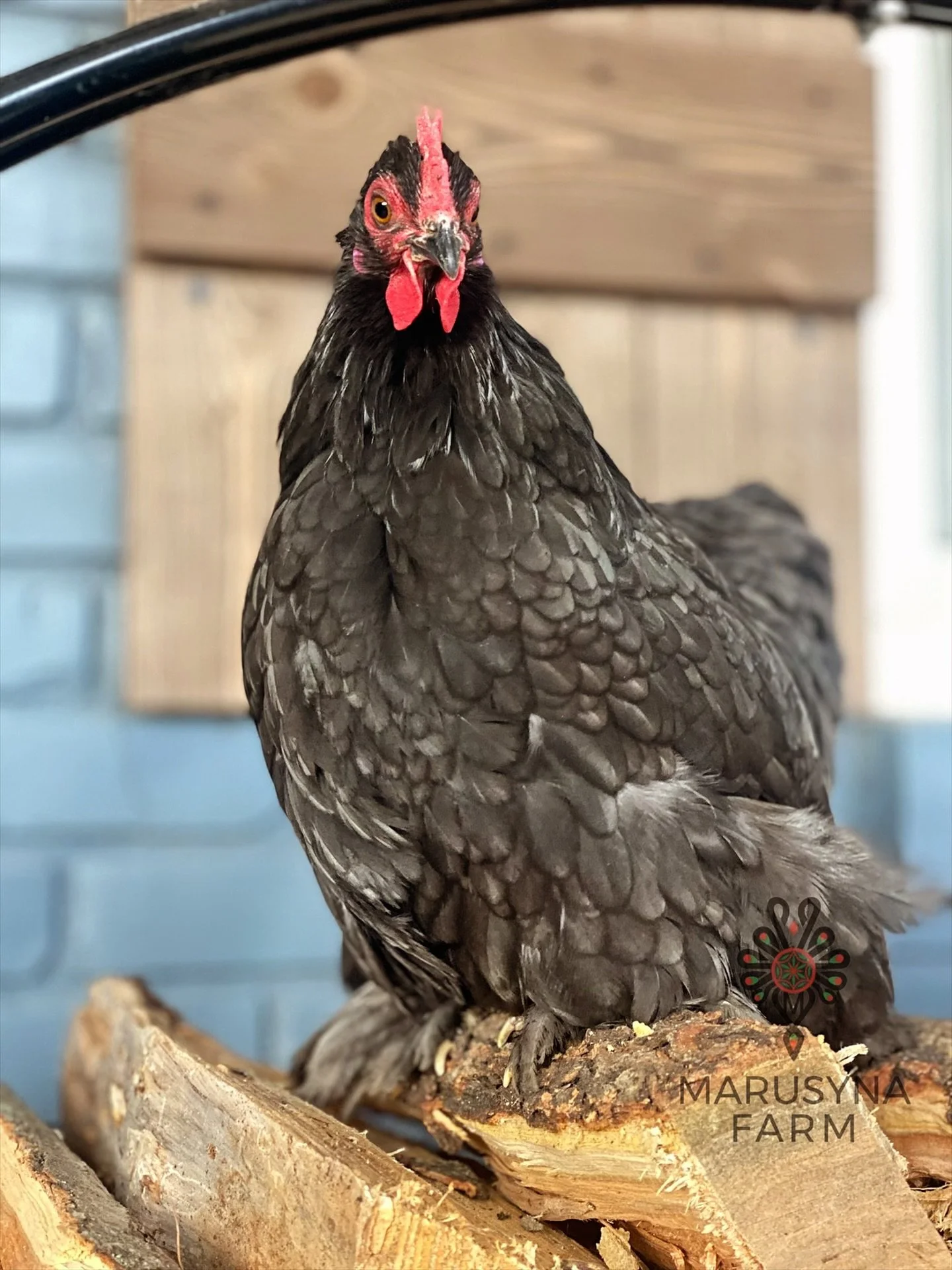 Close-up of a black chicken with a red comb and wattles, standing on chopped wood logs inside a poultry enclosure at Marusyna Farm.