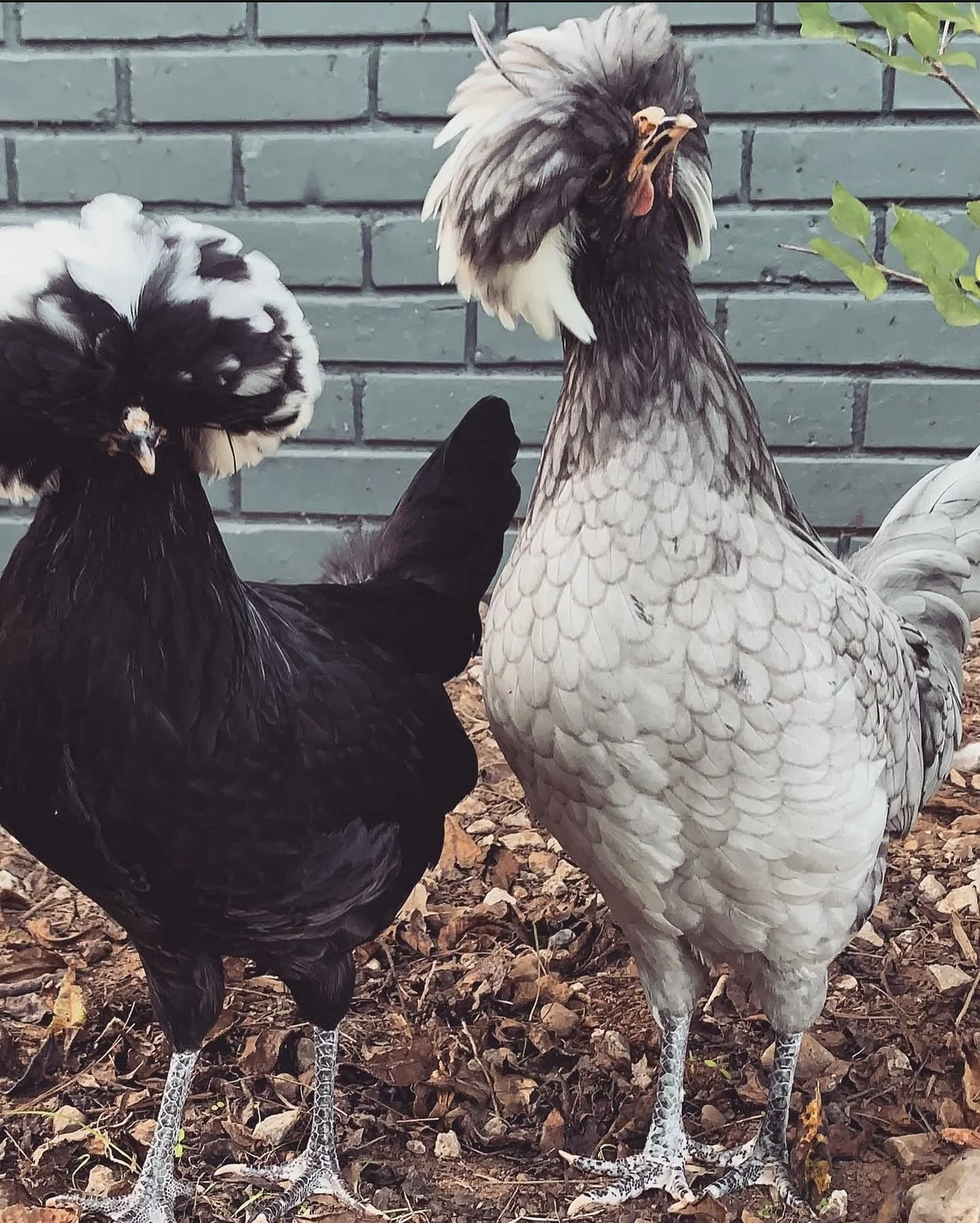Two chickens standing outdoors on a ground covered with dry leaves, with a brick wall in the background. One chicken has black and white feathers, and the other has white and gray feathers.