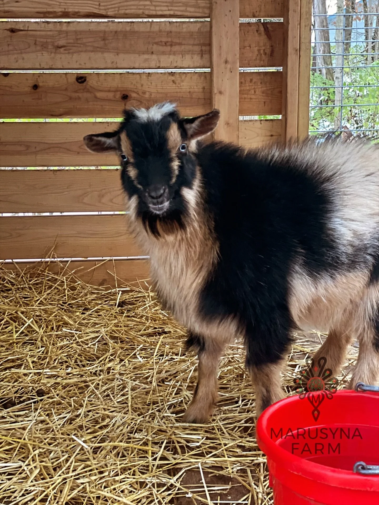 A black, tan, and white goat standing inside a wooden enclosure with hay on the ground and a red bucket labeled "Marusyna Farm" in the foreground.