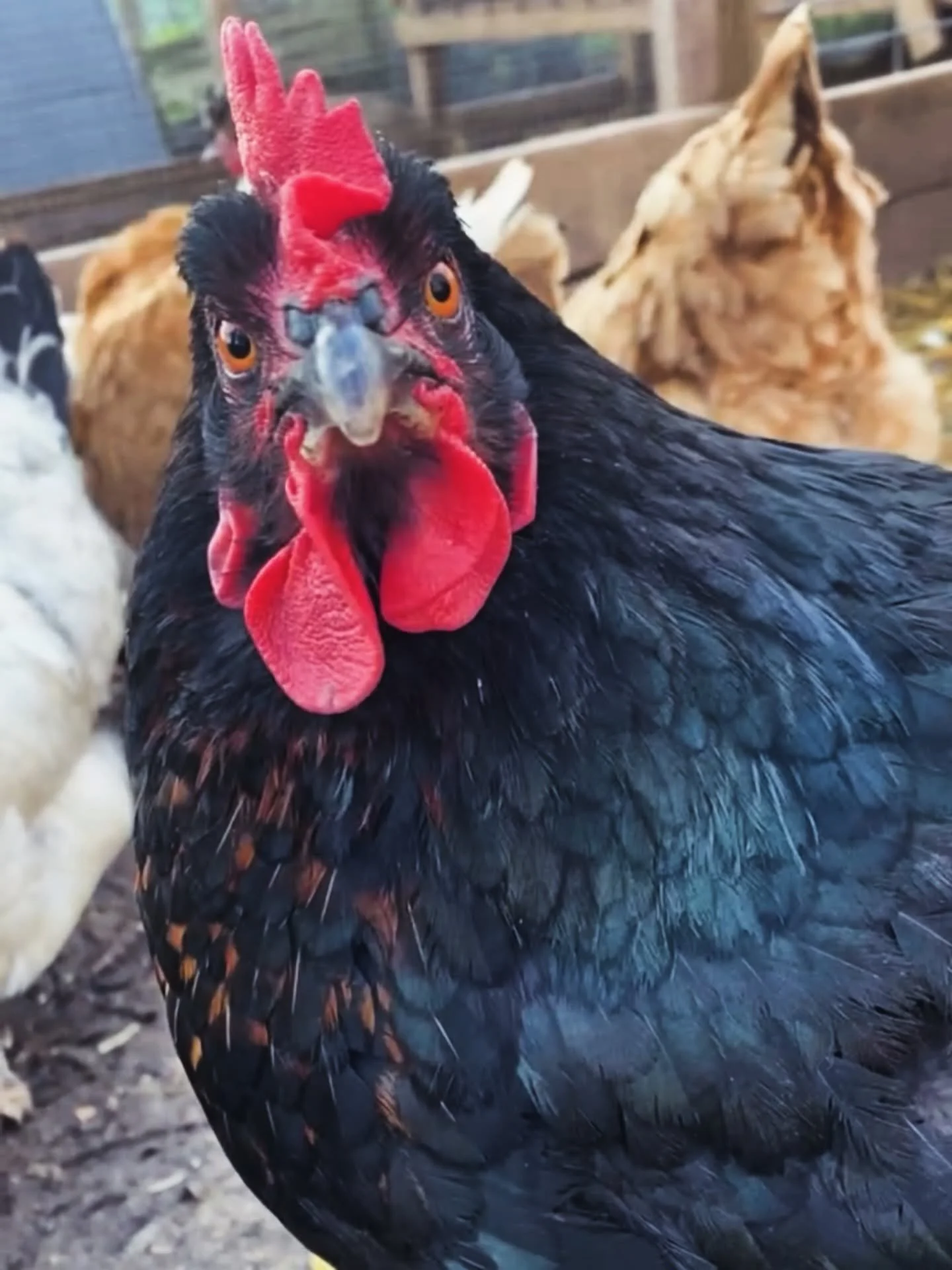 Close-up of a black chicken with a red comb and wattles, with a background of other chickens and a coop.
