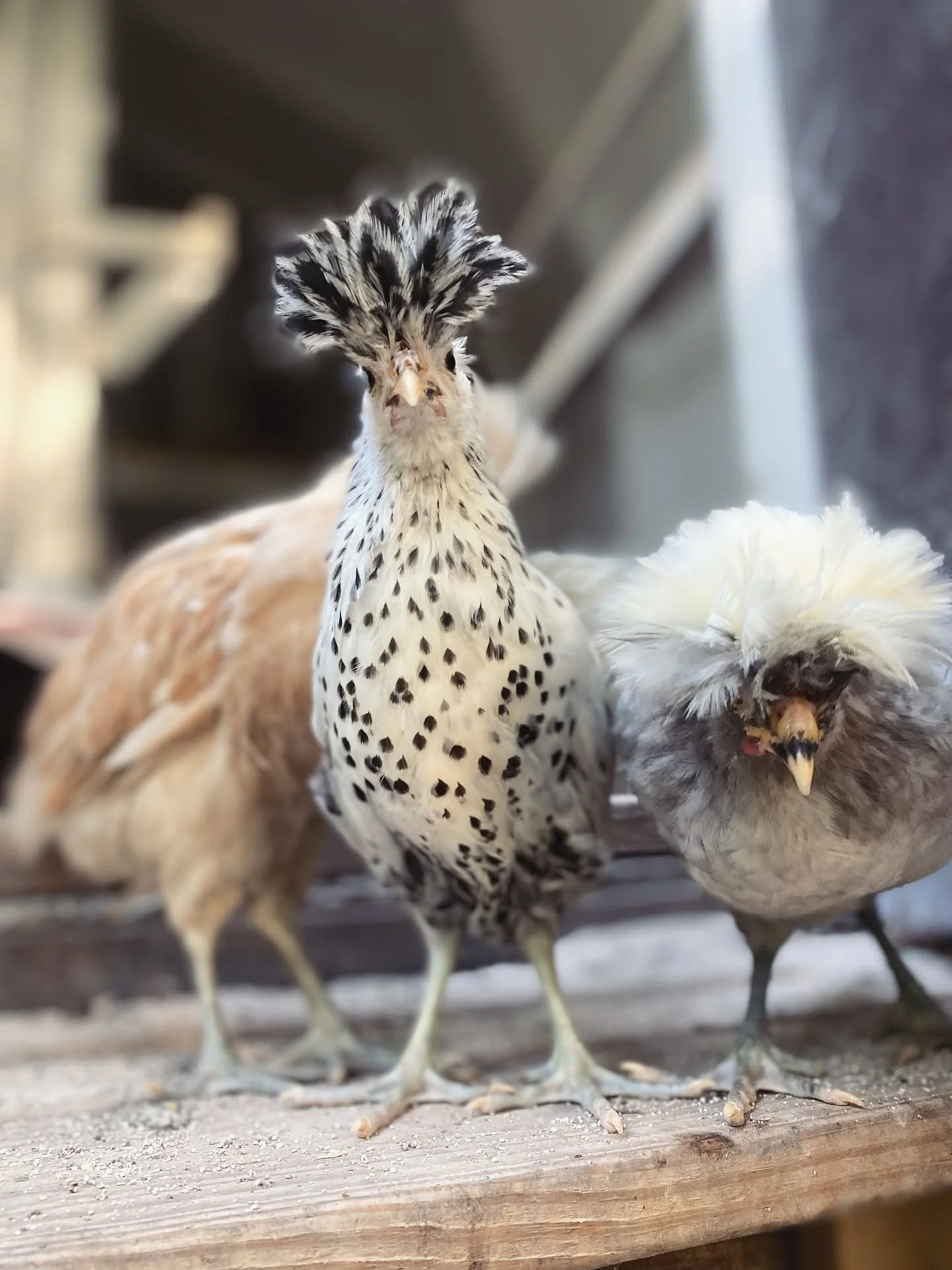 Close-up of multiple chickens, including one speckled black and white hen, on a wooden surface in a farm setting.