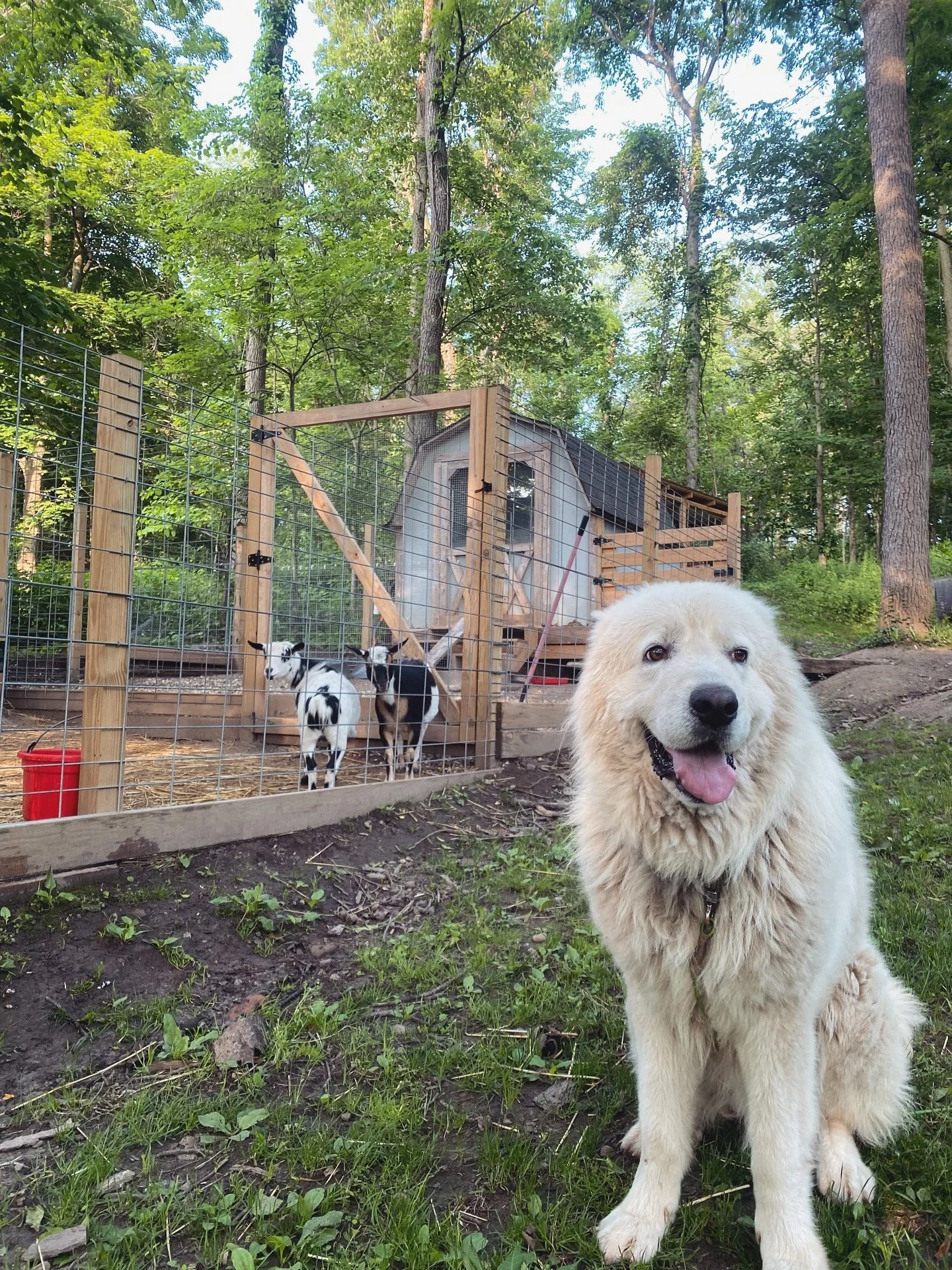 A happy Maremma Sheepdog puppy sitting outdoors in front of a fenced area with two small black and white goats and a small animal shelter, surrounded by green trees.