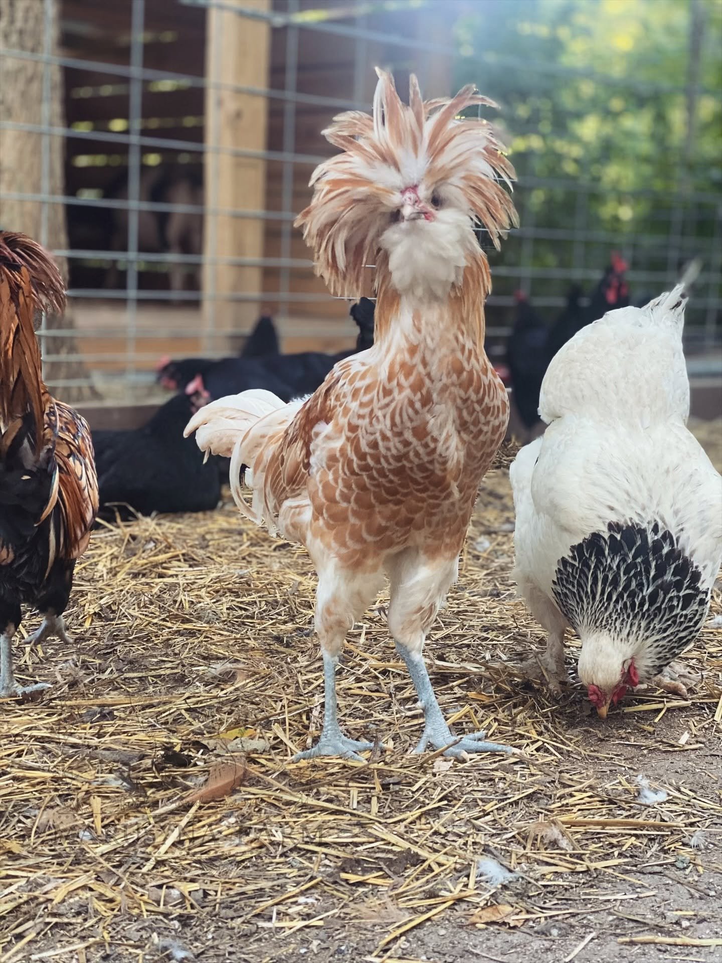 Several chickens and ducks on a straw-covered ground inside a fenced outdoor area, with a wooden coop and trees in the background.