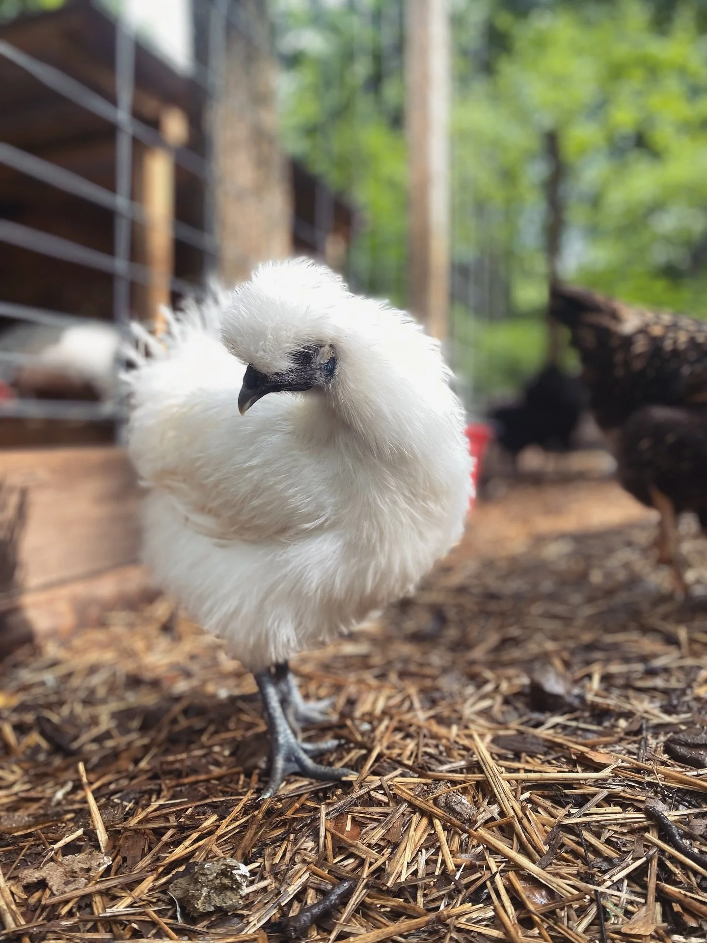 Close-up of a white chick standing on wood chips outdoors near a wire cage and tree trunks.