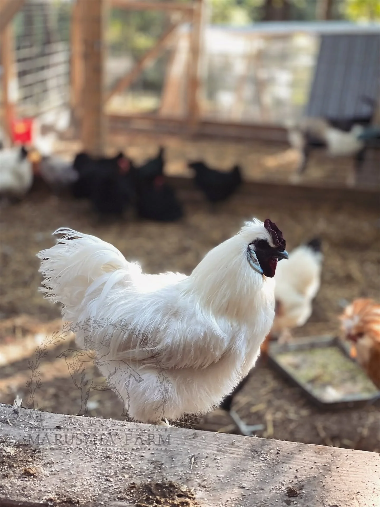 A white chicken with a black comb standing outdoors in a farmyard, with other chickens in the background and farm structures beyond.