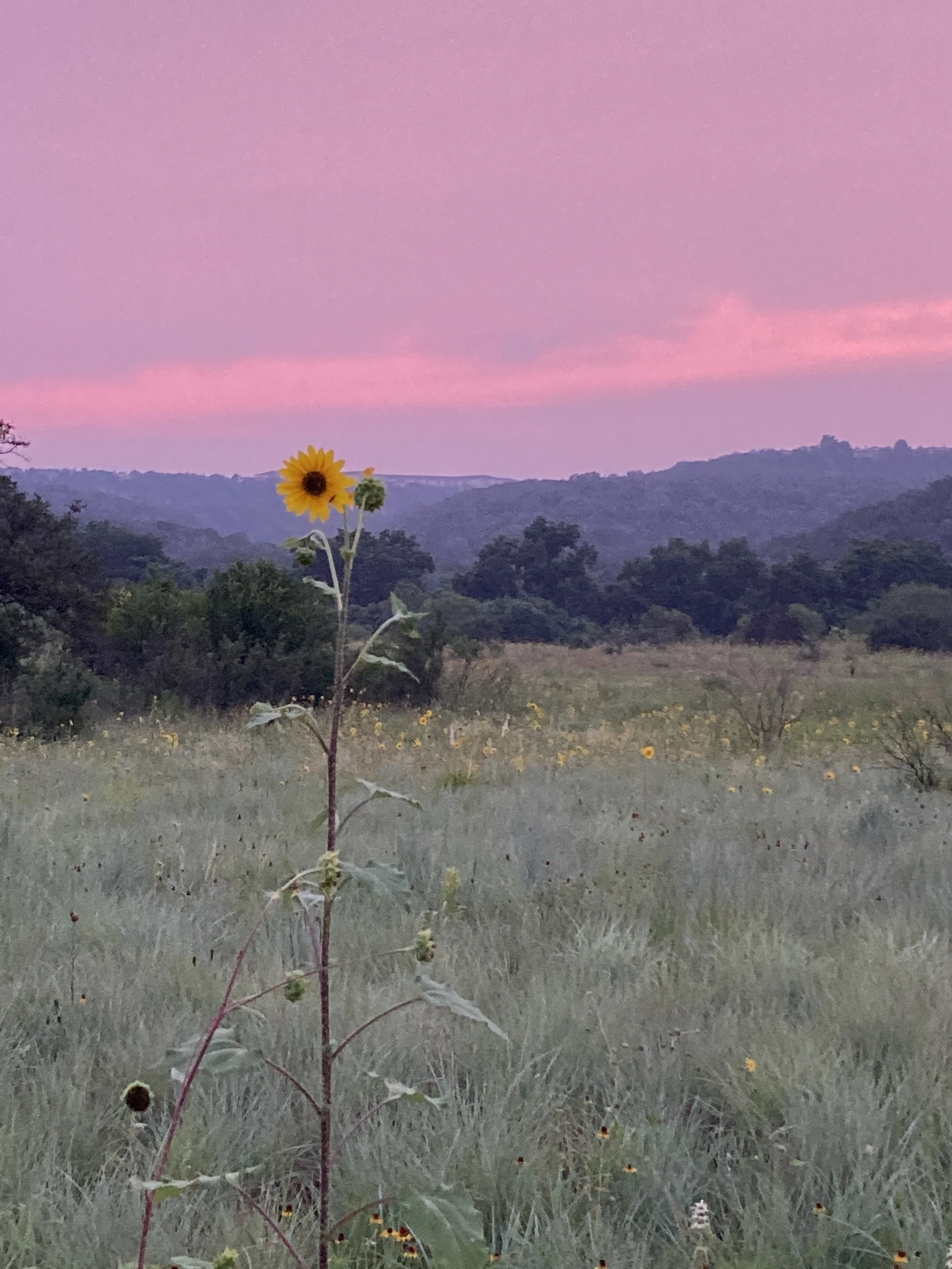 A single sunflower standing tall in a grassy field during a pink and purple sunset.