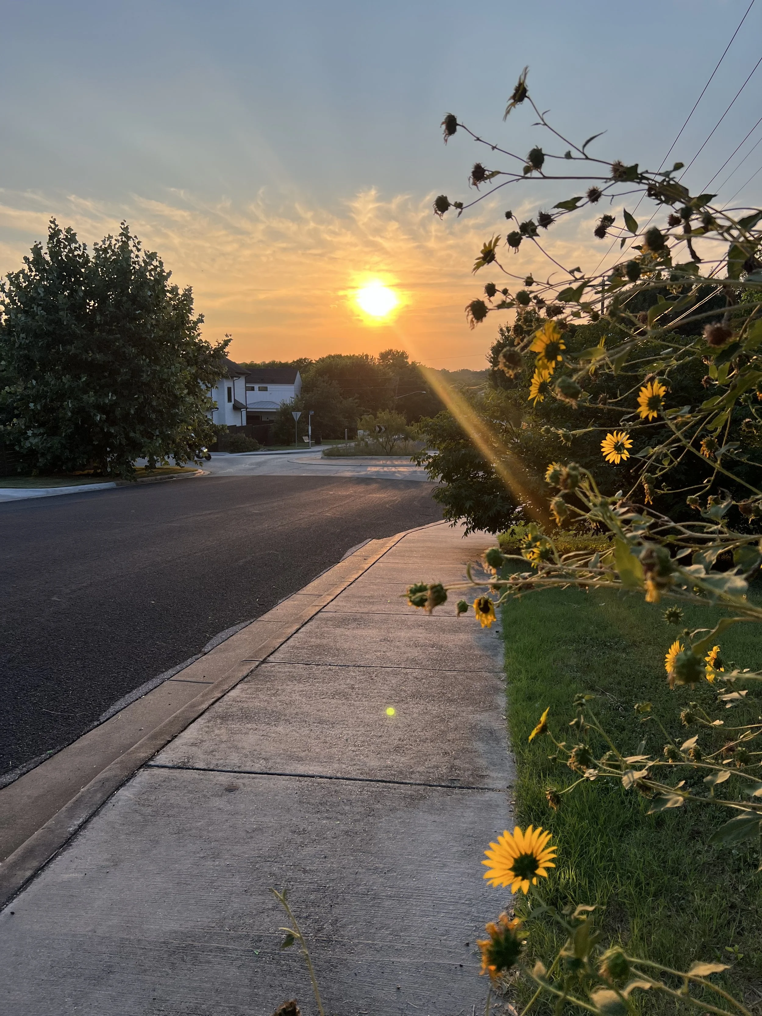 A suburban sidewalk during sunset with yellow flowers on the right, a green lawn, and houses in the background under a partly cloudy sky.