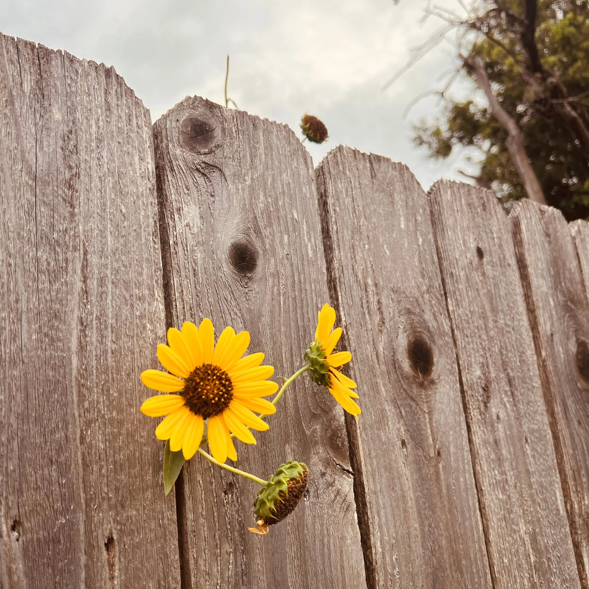 Sunflowers growing through a wooden fence