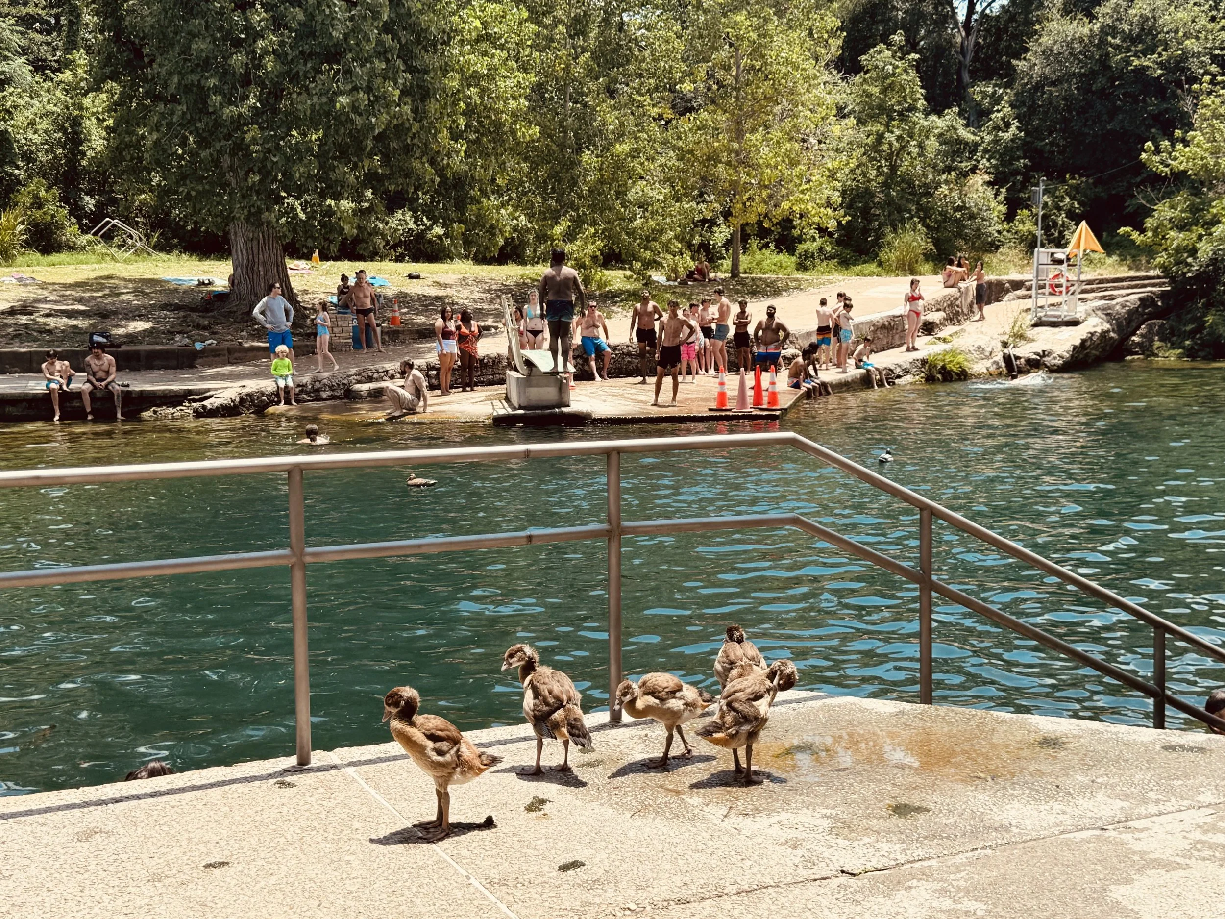 A group of people swimming and playing near a river with ducks on the dock, while children and adults enjoy the sunny day a Barton Springs Pool