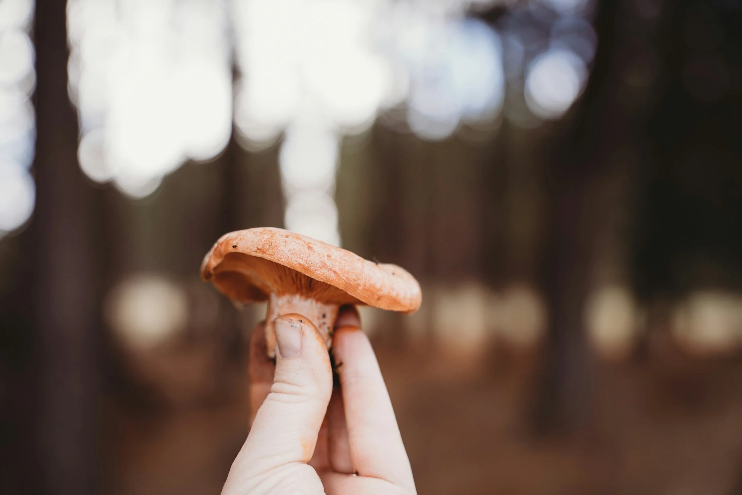 Psychedelic integration counseling in Colorado at VidaMinds: person holding a mushroom in a forest setting