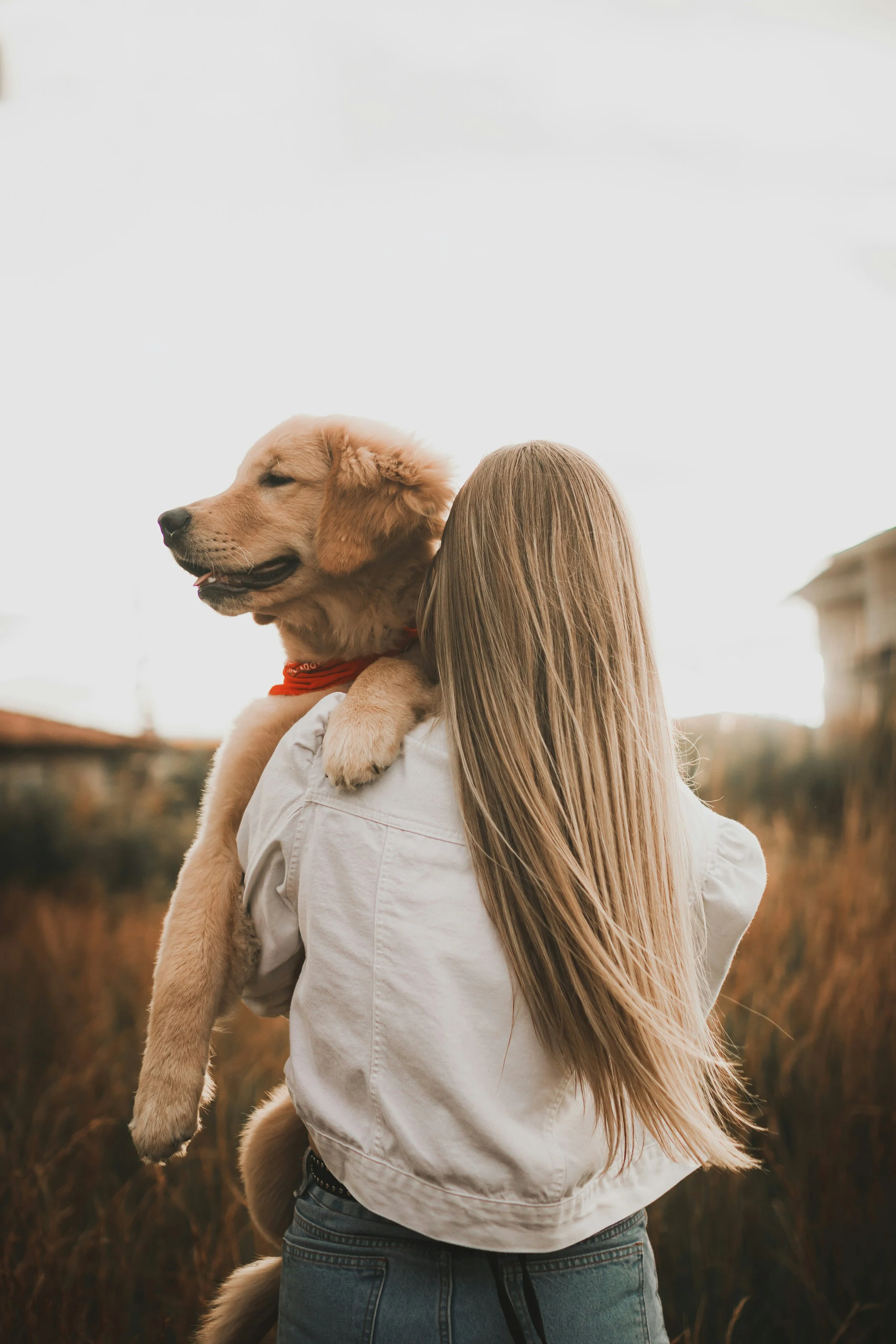 young woman holding her golden retriever puppy and walking into the distance