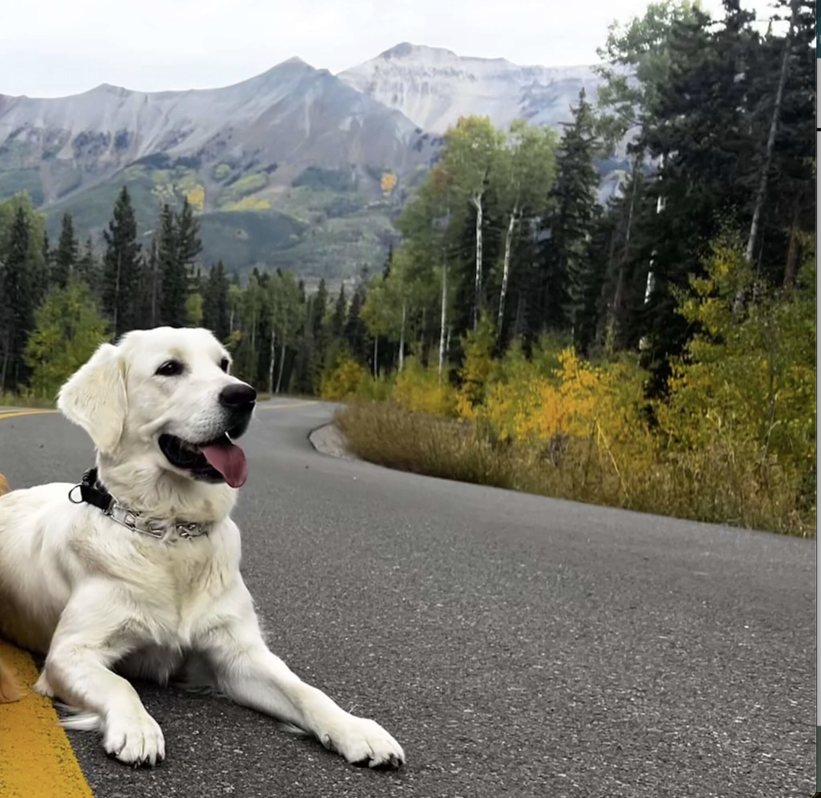 A happy therapy golden retriever dog on a outdoor therapy session in Evergreen, CO.