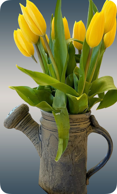 Yellow tulips in a rustic, ceramic watering can.