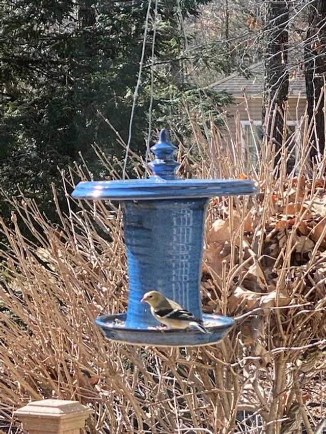 Yellow bird sitting on a blue bird feeder in a backyard garden with dried plants and trees in the background.