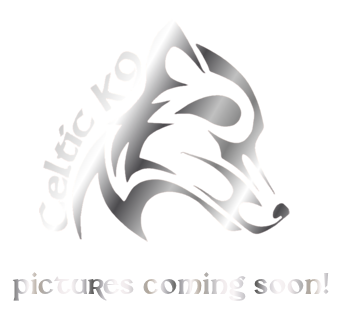 Logo featuring a stylized wolf head with the text 'Critical K9' and 'pictures coming soon!'