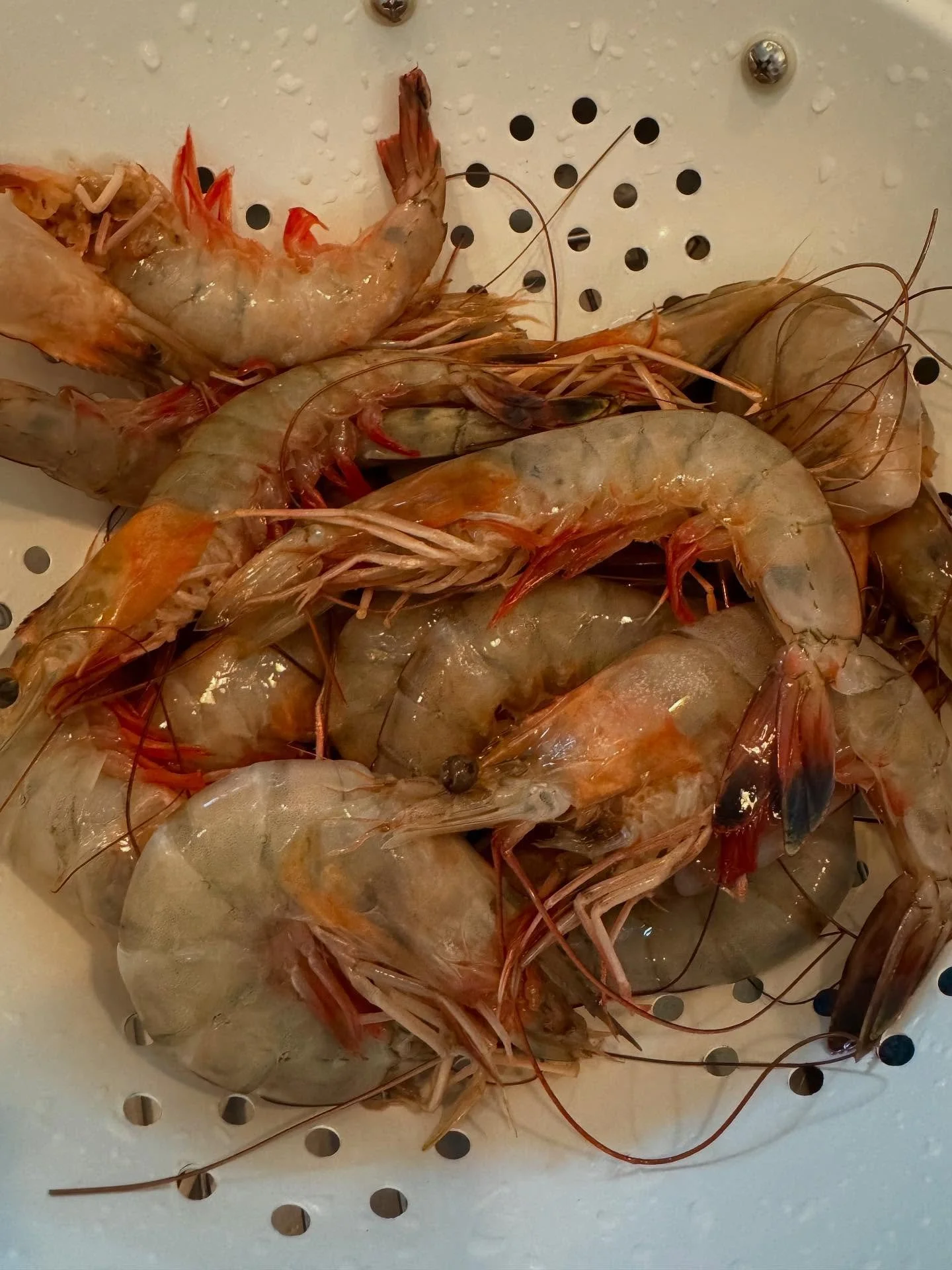 🦐 scampi