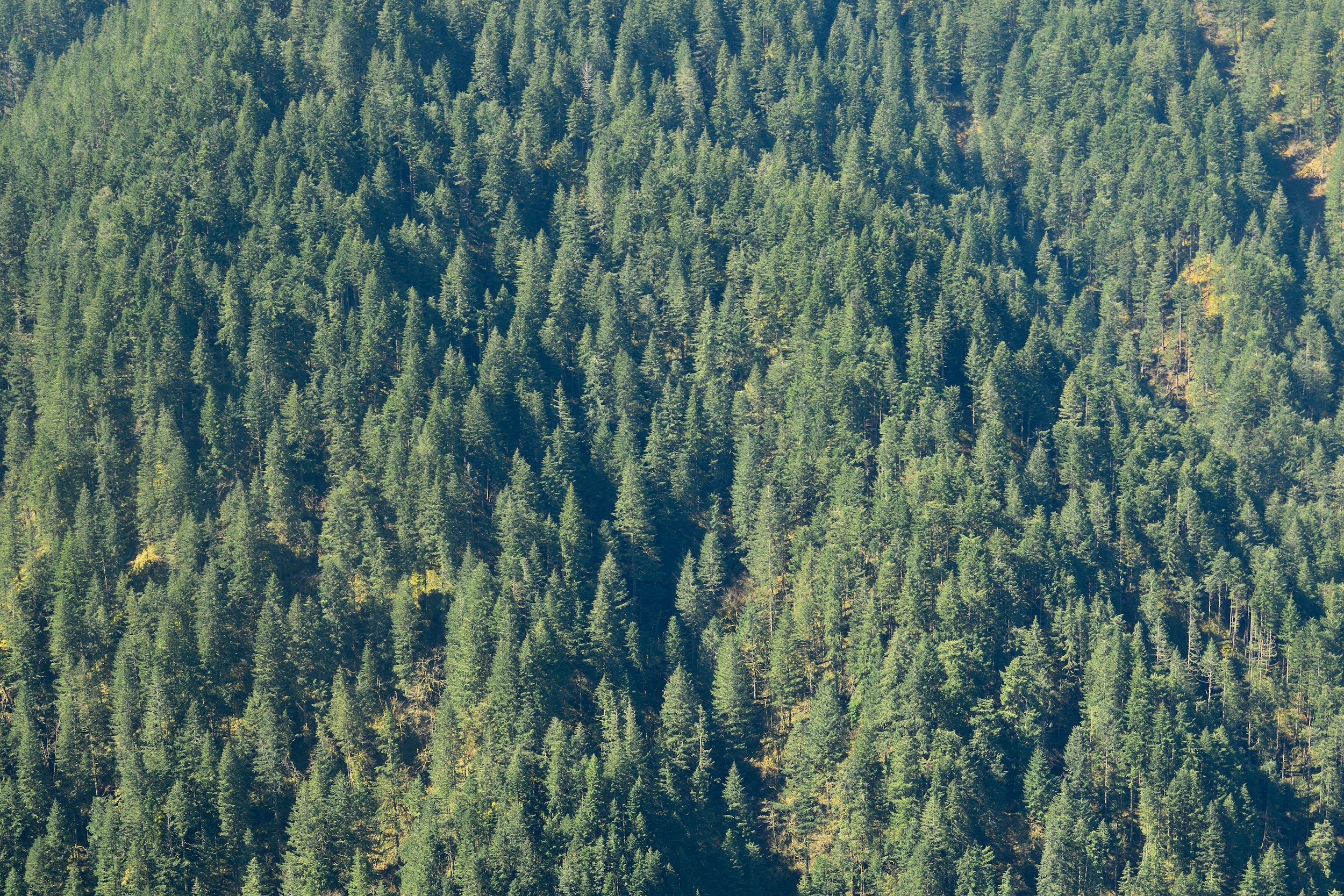 A densely forested mountain slope covered with tall evergreen trees in Medford, OR.