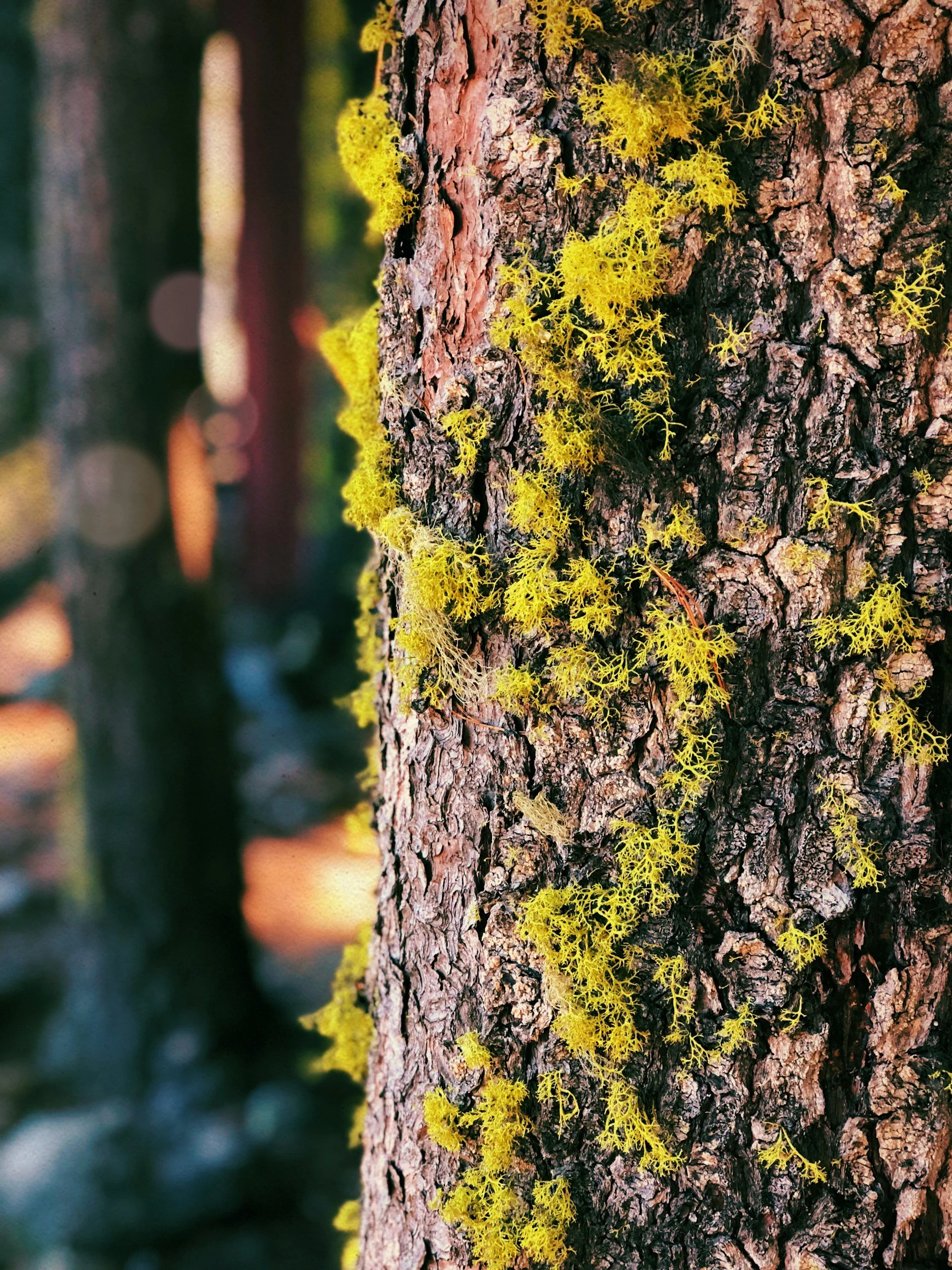 Close-up of tree bark with yellow moss growing on it in a forest in Medford, OR.