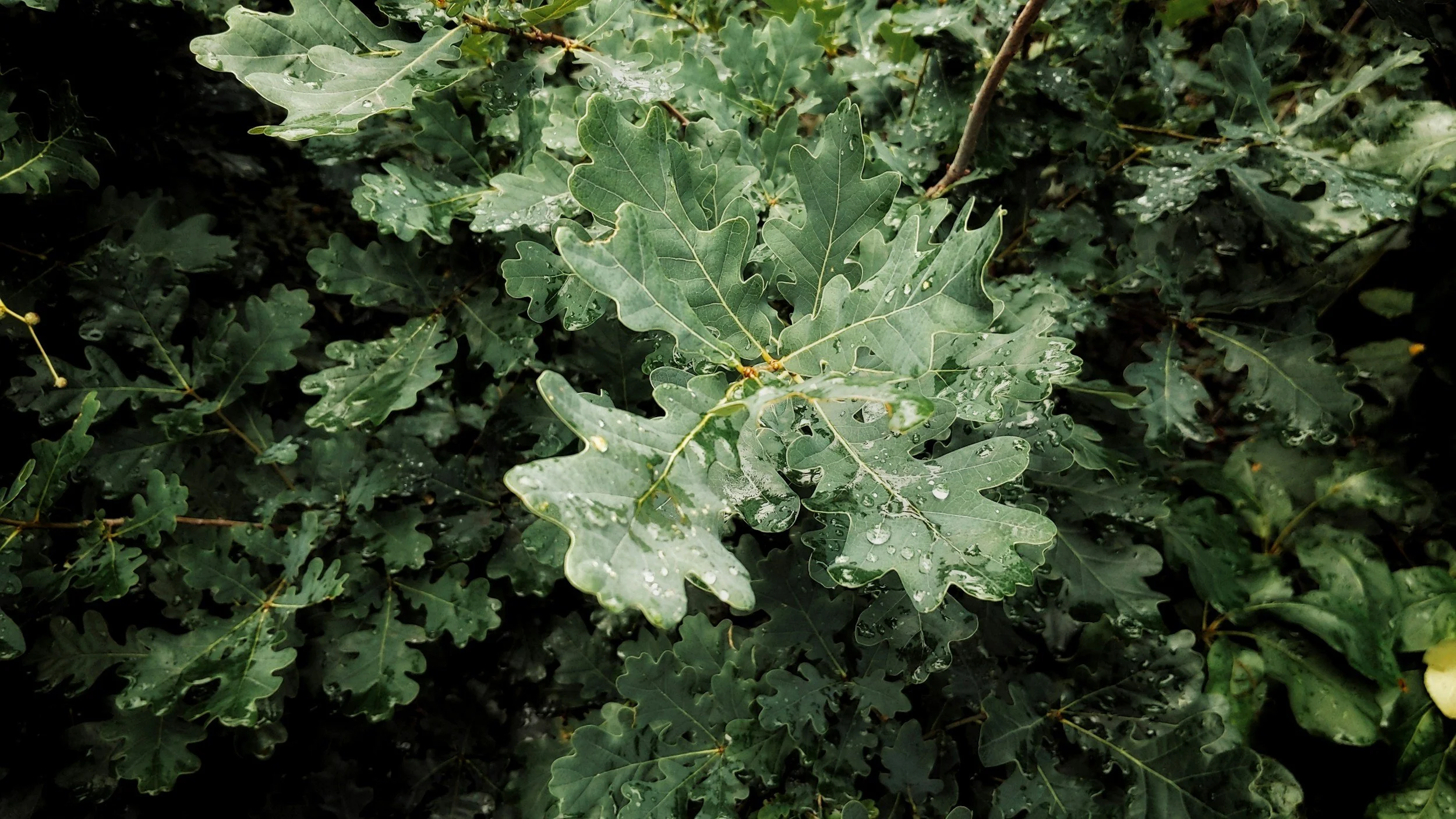 Close-up of green oak leaves with water droplets on them in Medford, OR.