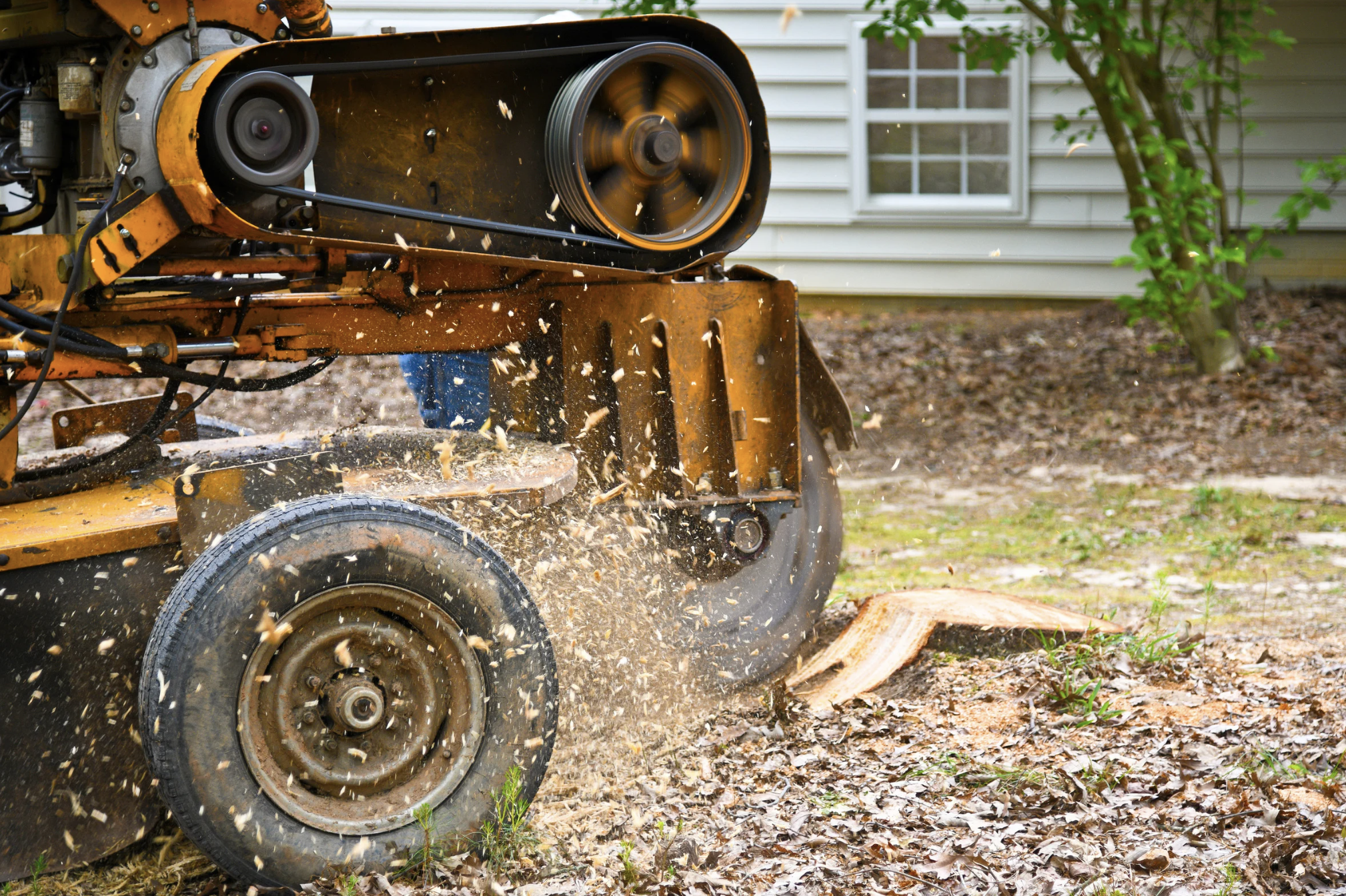 Stump Grinding vs. Stump Removal in Medford: Which Is Best for Your Yard?