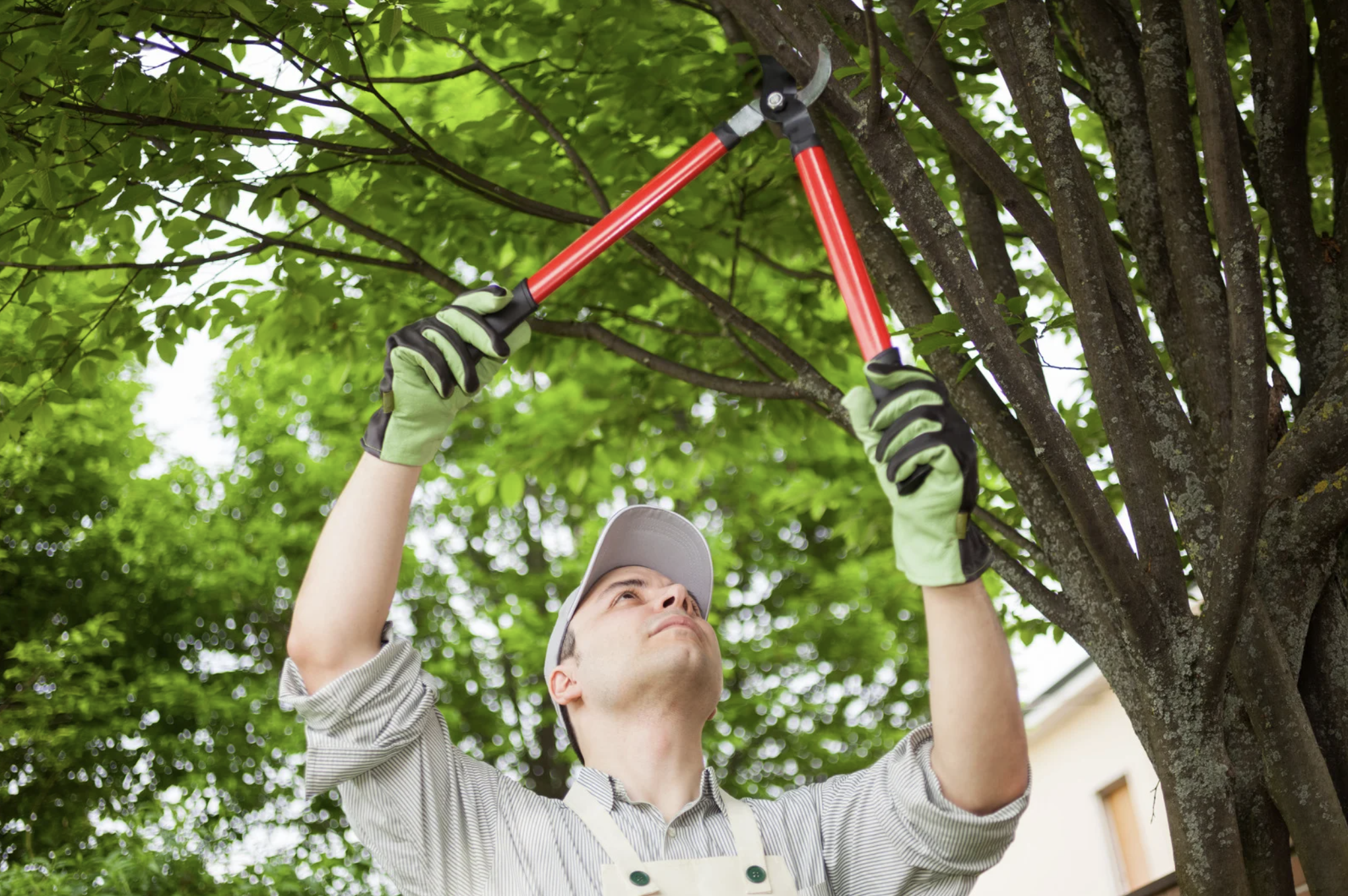Tree Root Problems in Medford: Signs, Risks, and Solutions