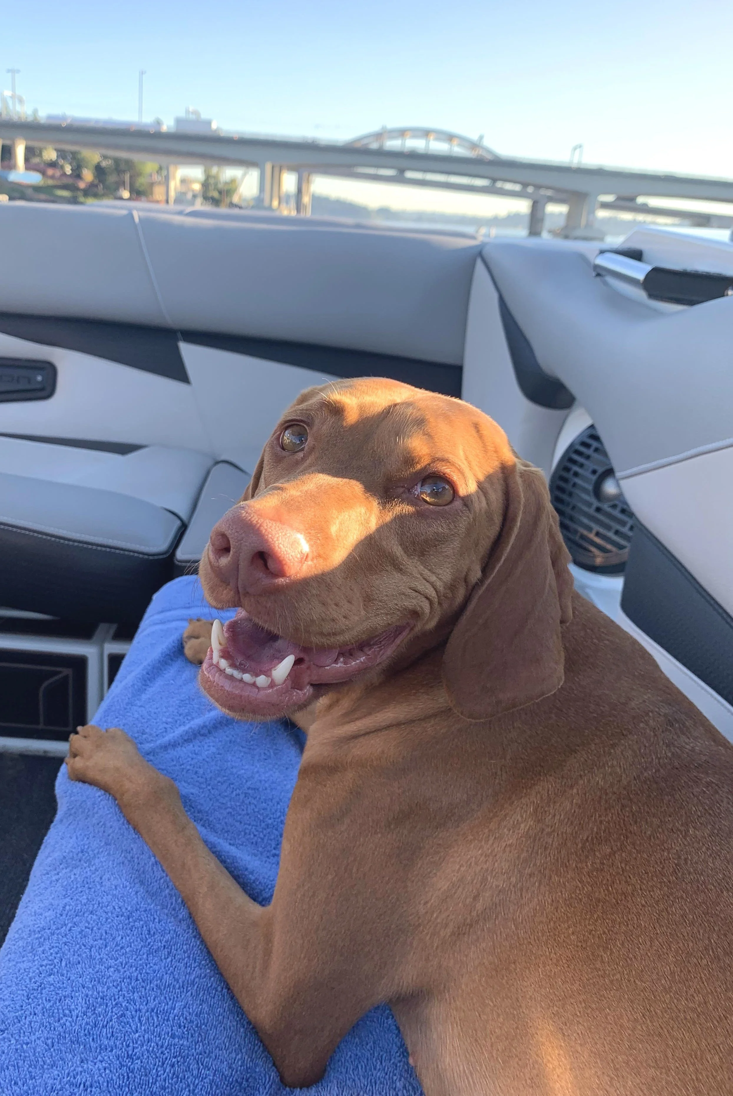Sadie is our financial planning support dog. She prides herself on being a good girl and keeping us company while building our most challenging plans.