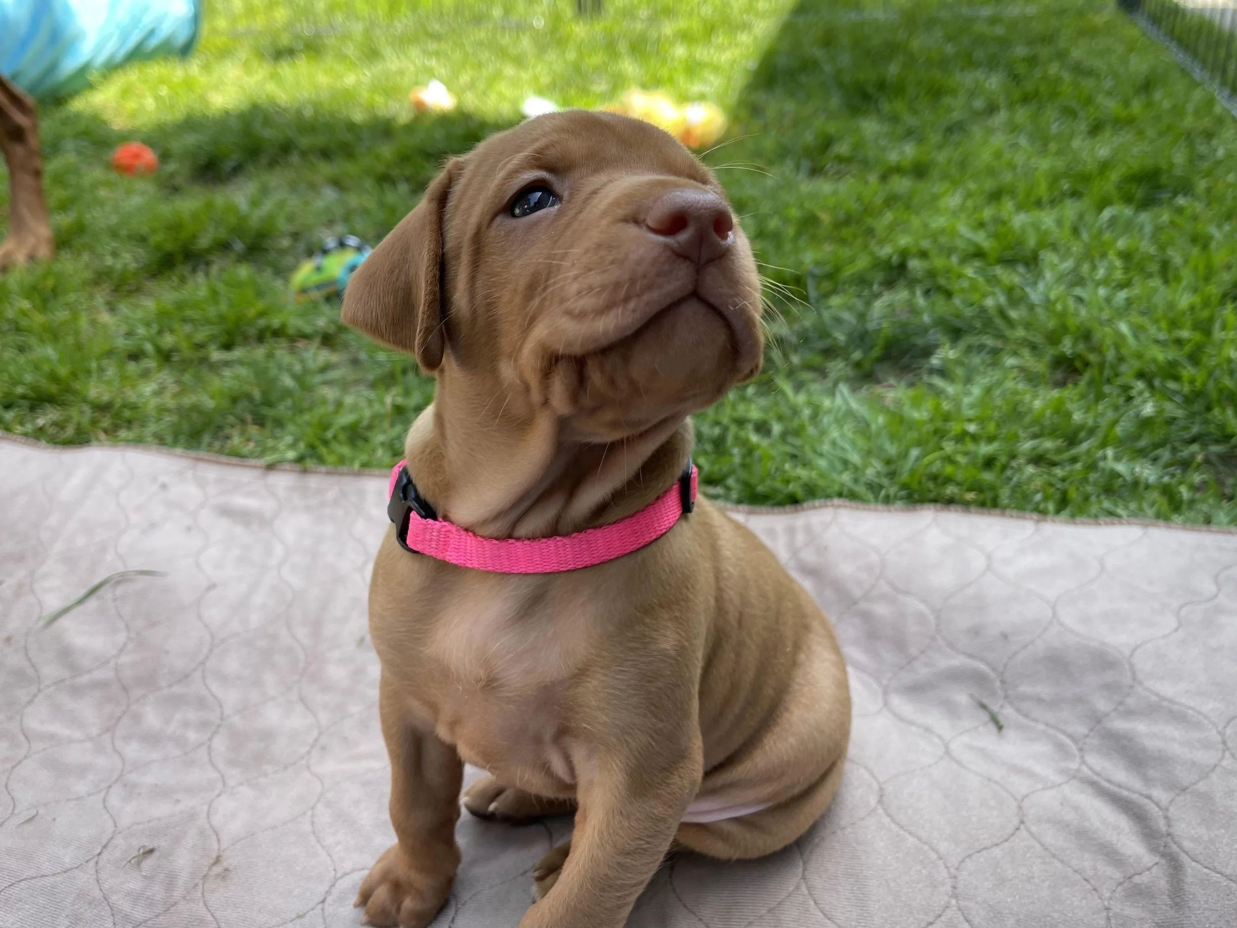 Sadie is our financial planning support dog. She prides herself on being a good girl and keeping us company while building our most challenging plans.
