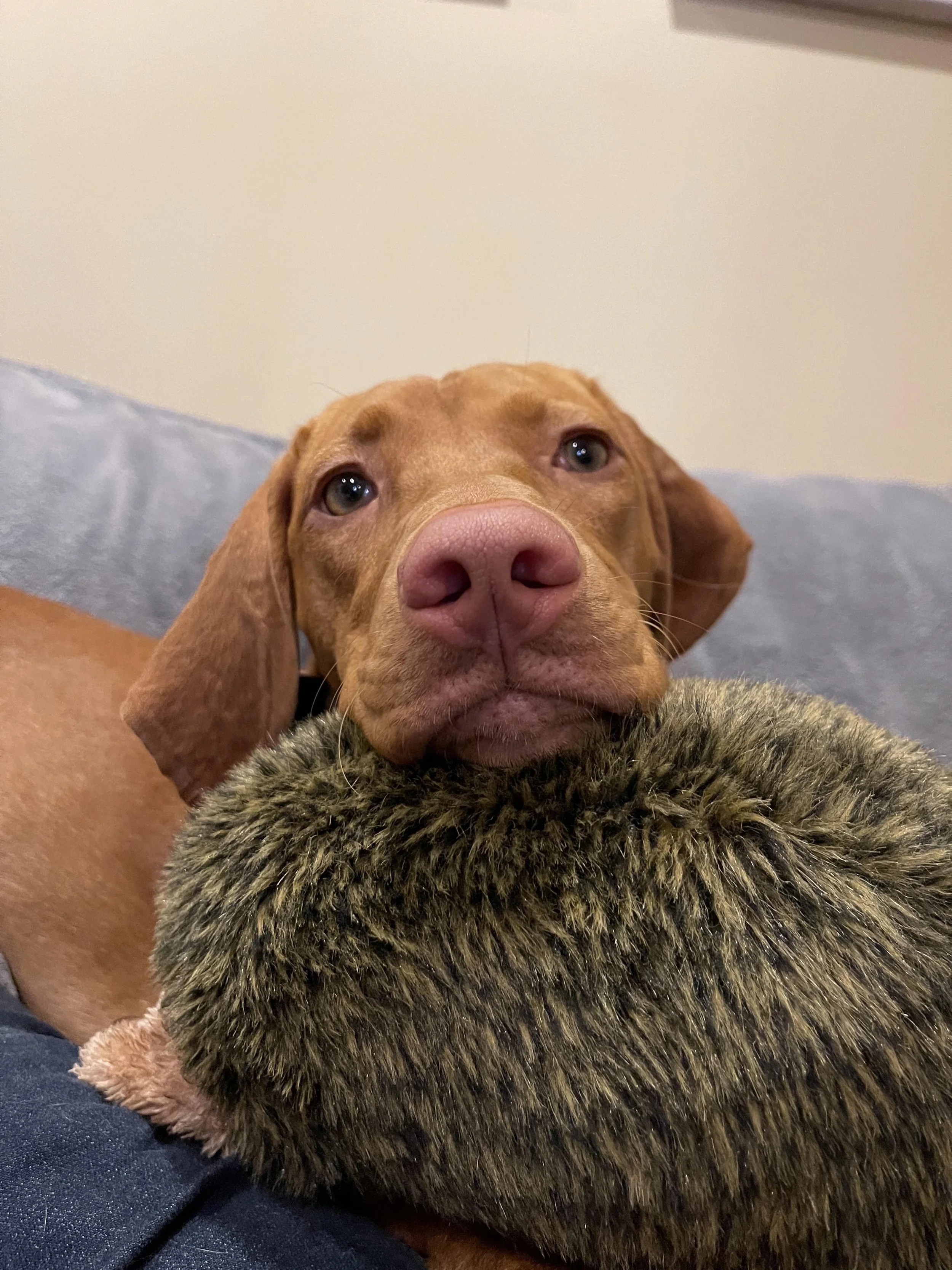 Sadie is our financial planning support dog. She prides herself on being a good girl and keeping us company while building our most challenging plans.