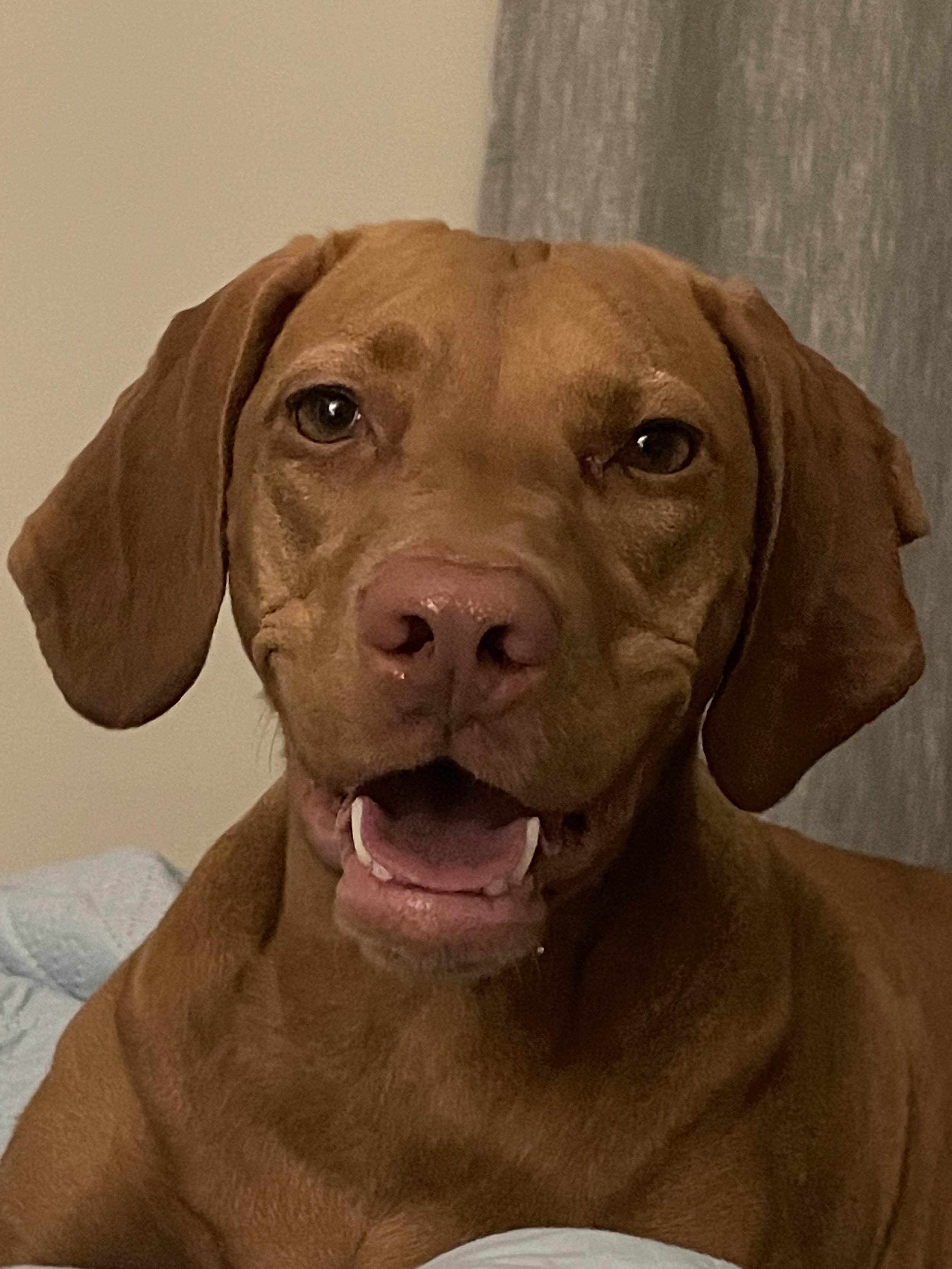 Sadie is our financial planning support dog. She prides herself on being a good girl and keeping us company while building our most challenging plans.