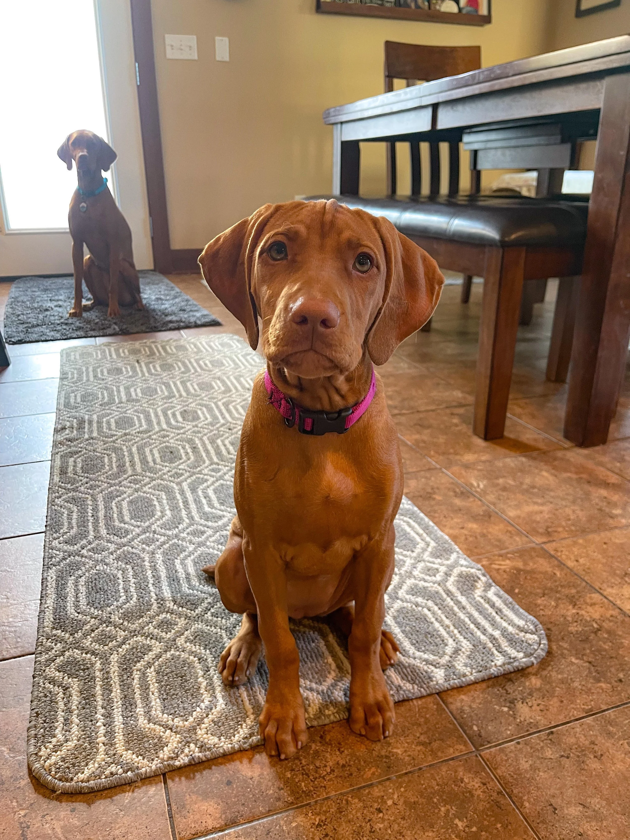 Sadie is our financial planning support dog. She prides herself on being a good girl and keeping us company while building our most challenging plans.