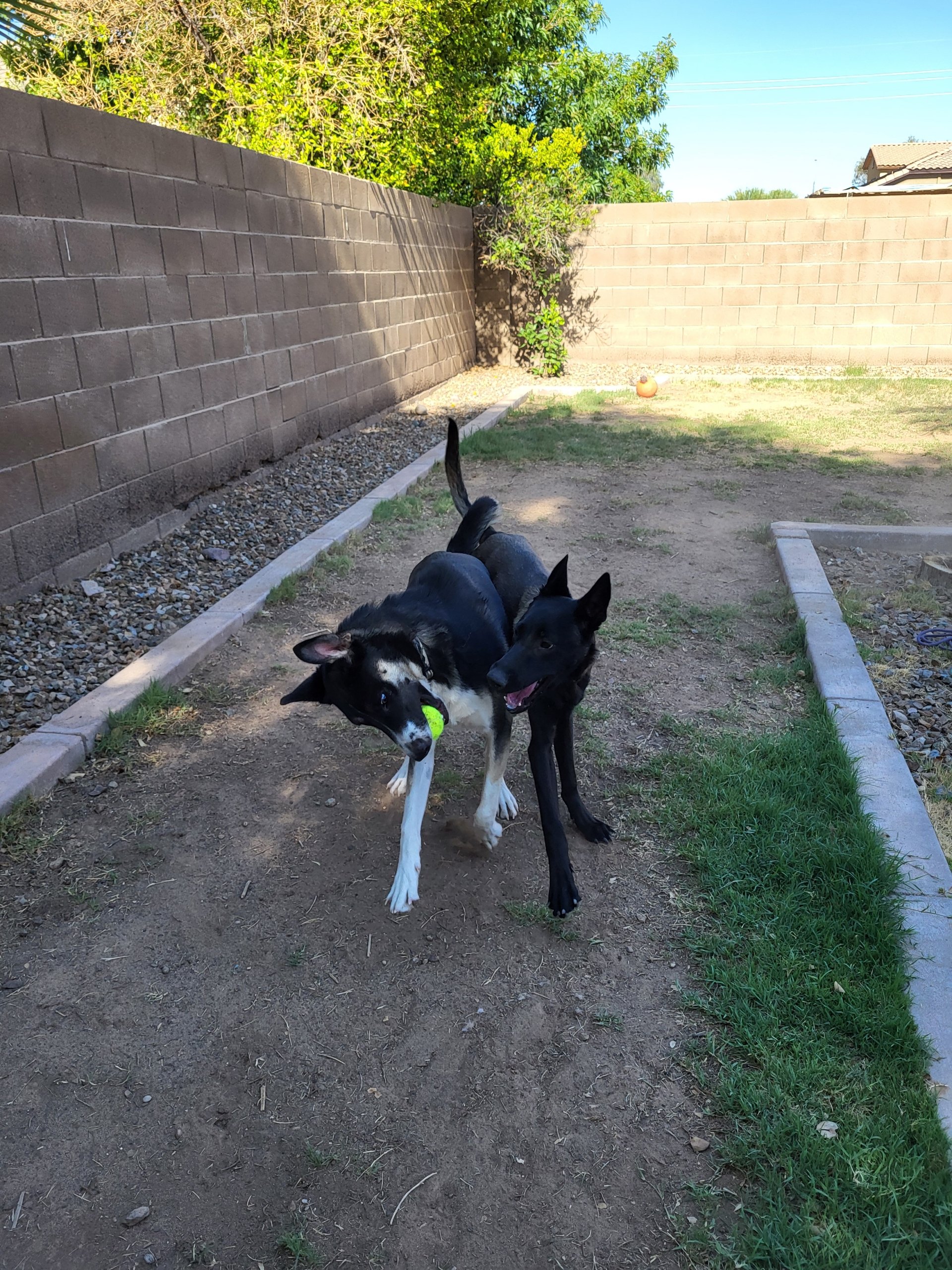 Two dogs playing with a green tennis ball in a backyard.