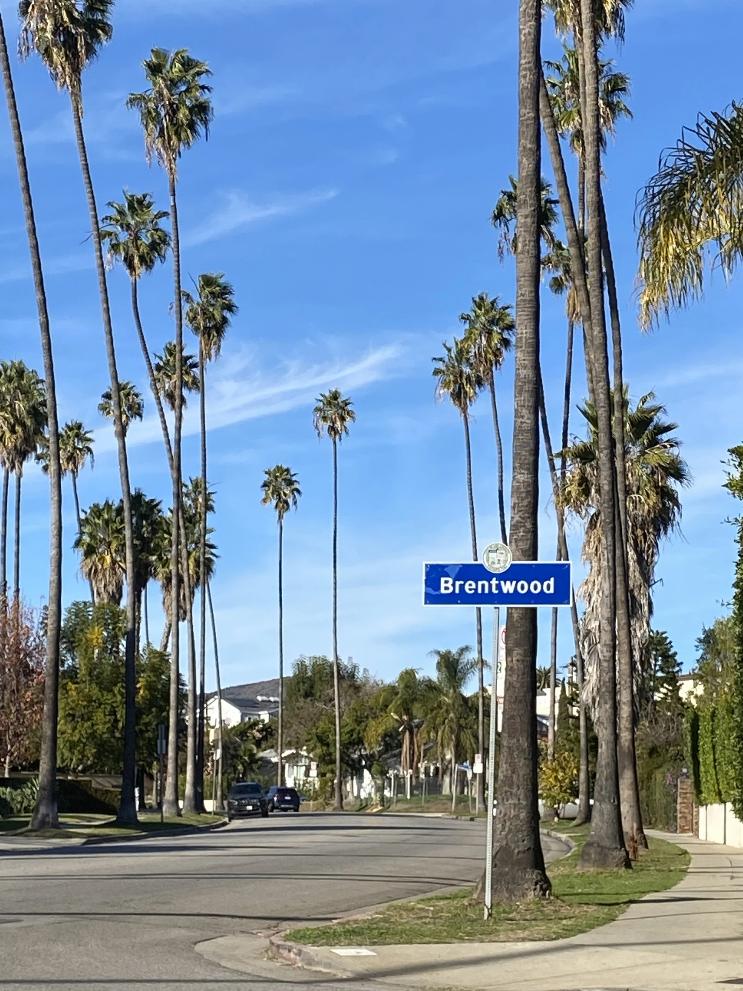 Street view in Brentwood with palm trees lining the sidewalk, a blue street sign reading 'Brentwood', some houses visible in the background, and cars parked on the street.