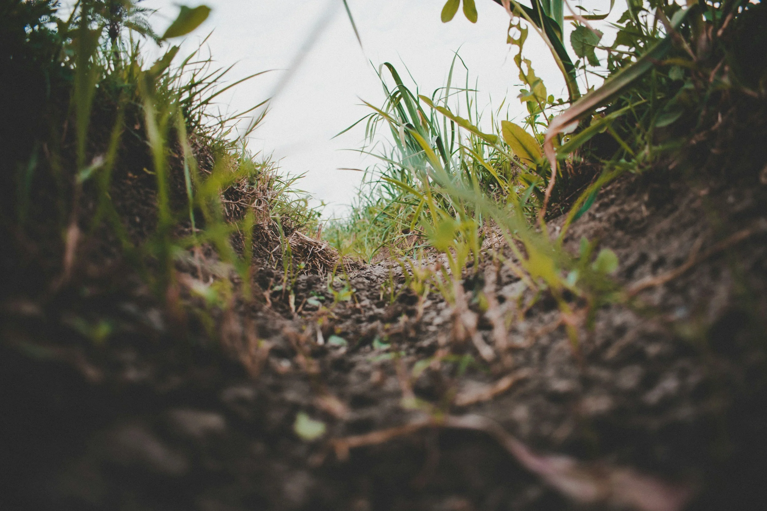 Close-up of a ground-level view showing green grass and soil with a clear sky in the background.