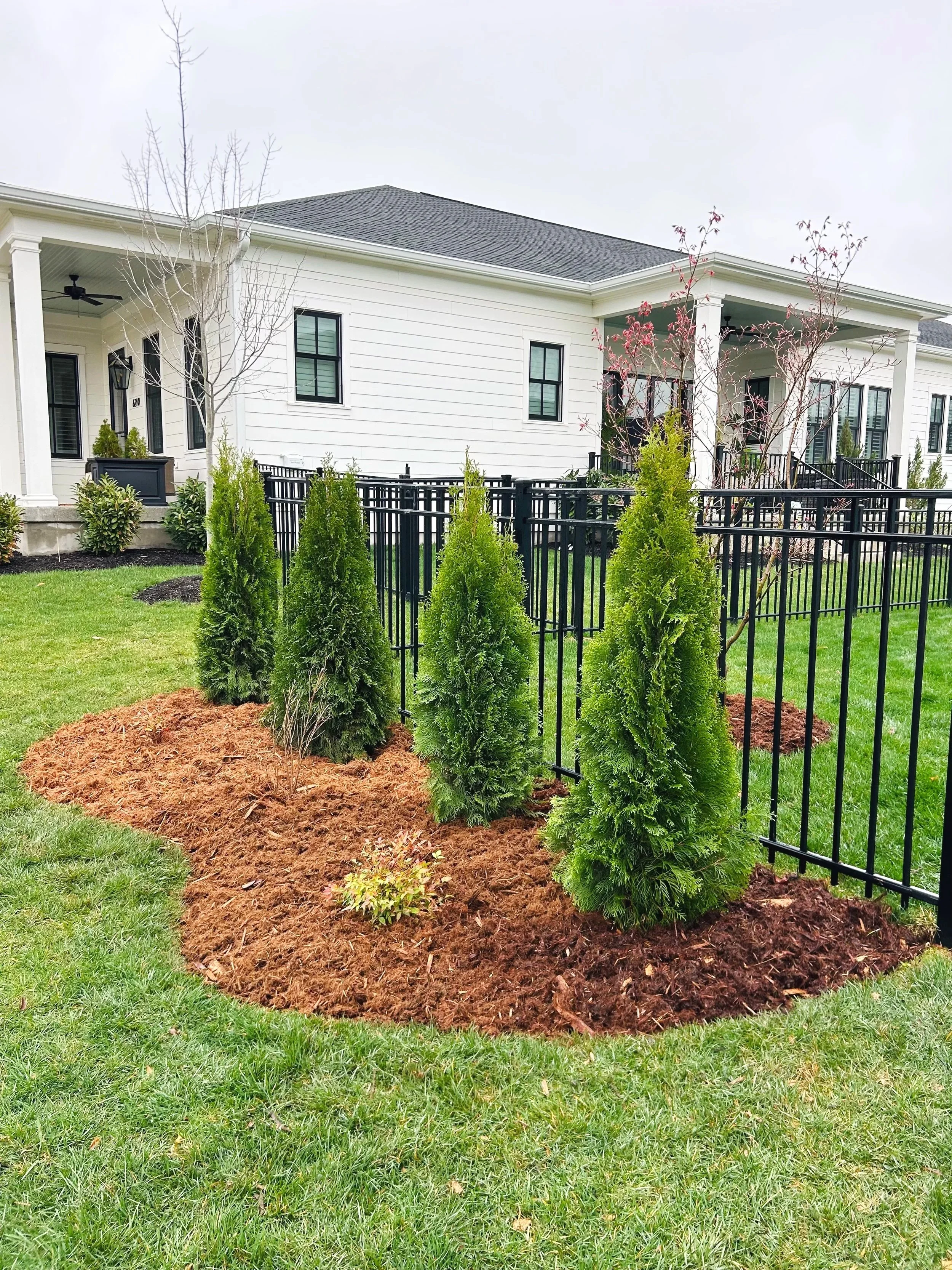 A landscaped yard with small evergreen trees, mulch, and a black metal fence in front of a white house with black window frames and a porch.