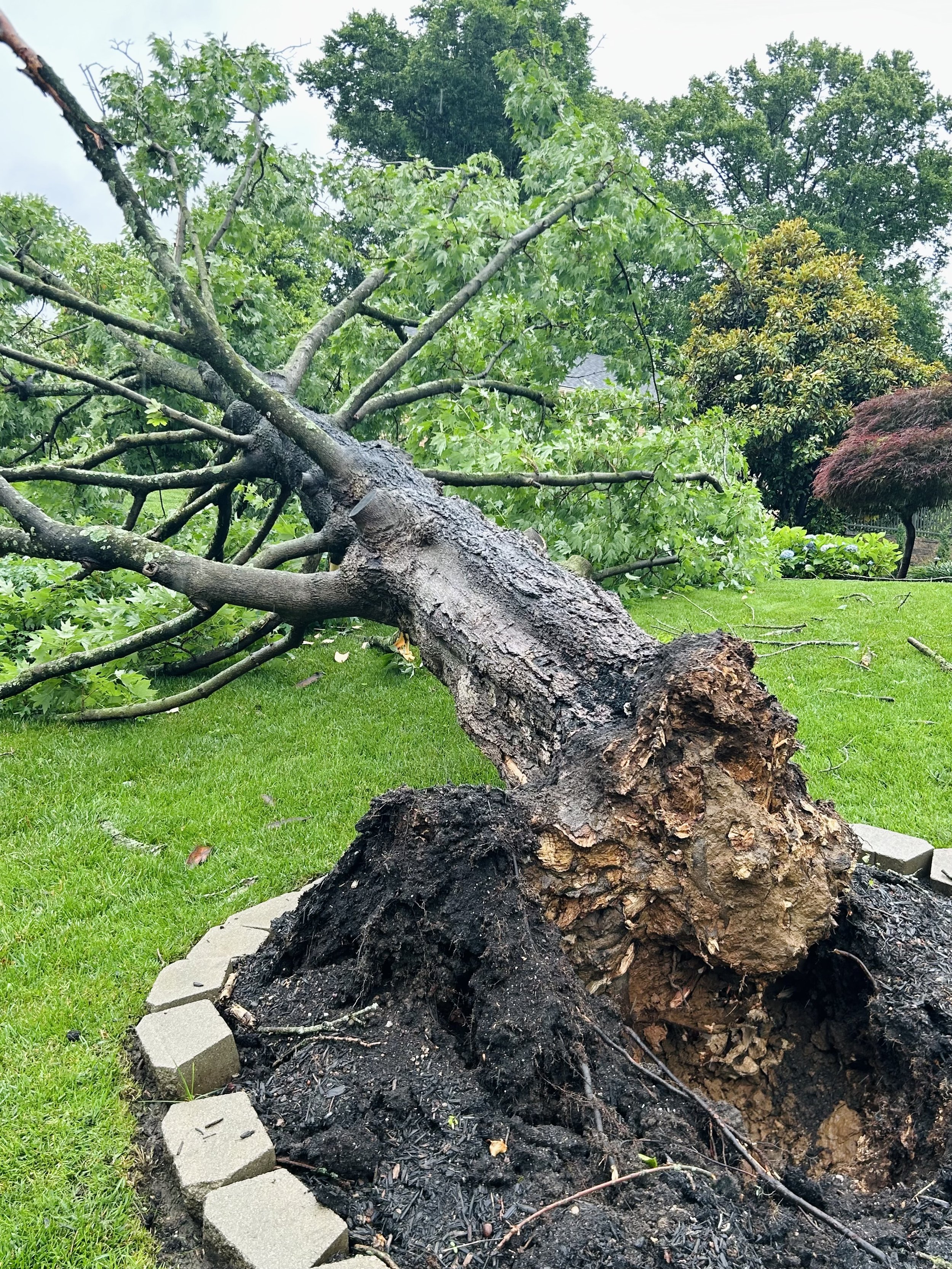 A fallen tree uprooted with exposed roots lying on the grass in a garden, surrounded by green trees and bushes.