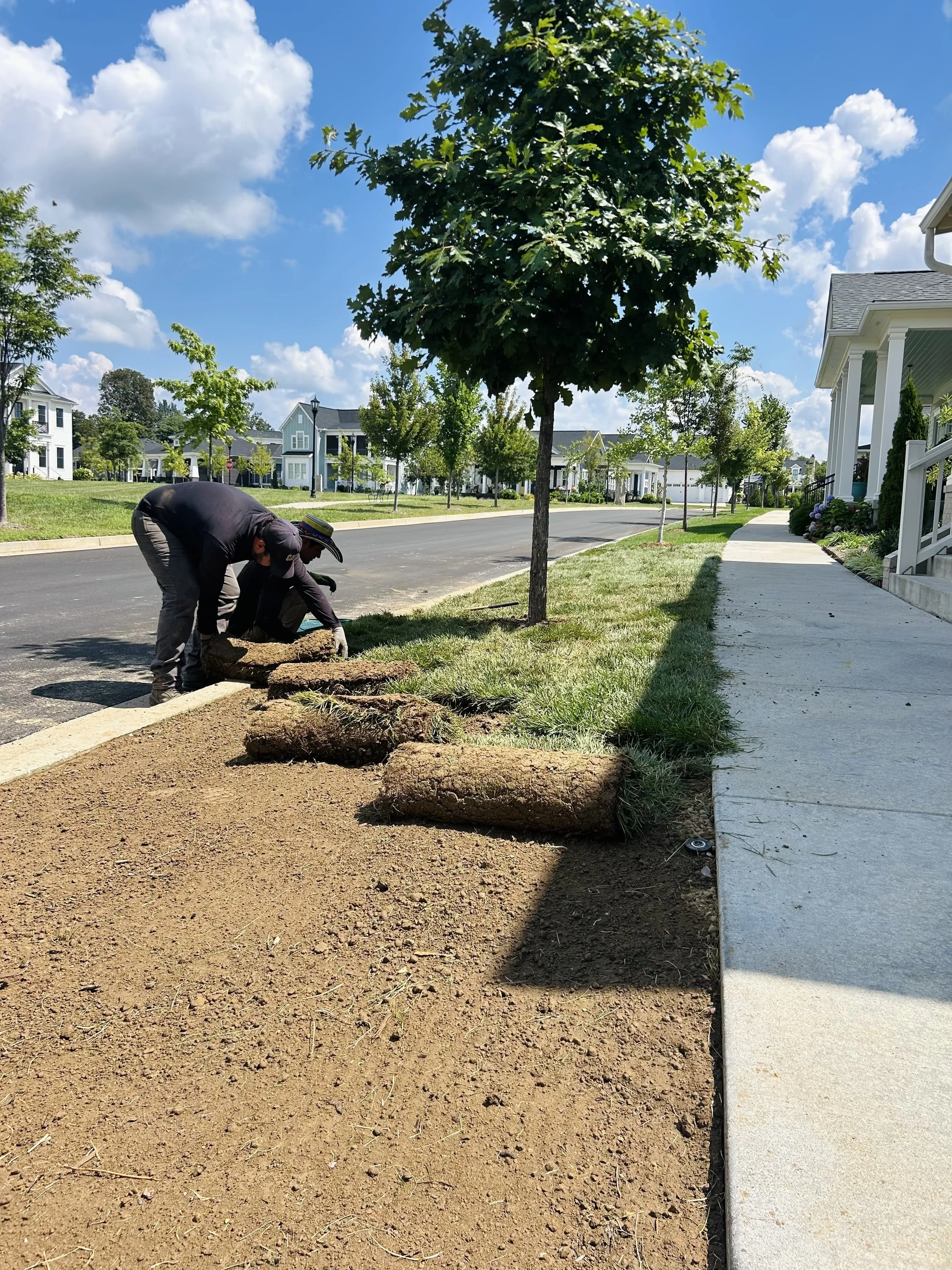 Two workers planting sod along a sidewalk on a residential street with houses, trees, and a bright blue sky with clouds