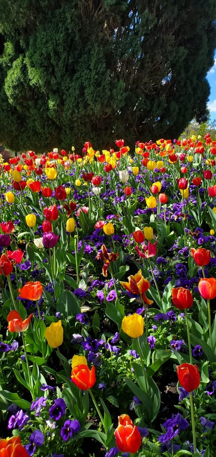 Photo of tulips