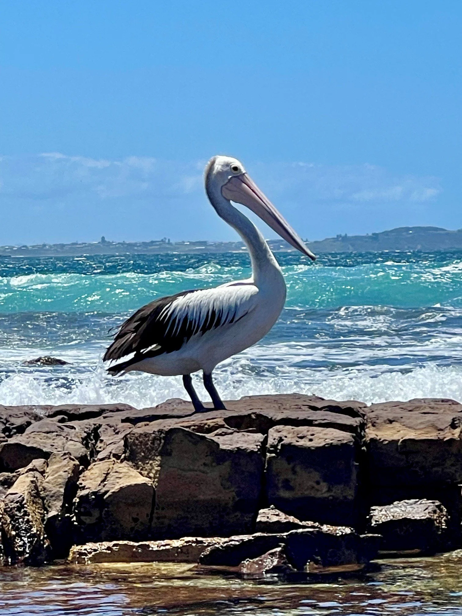 A pelican on a rock