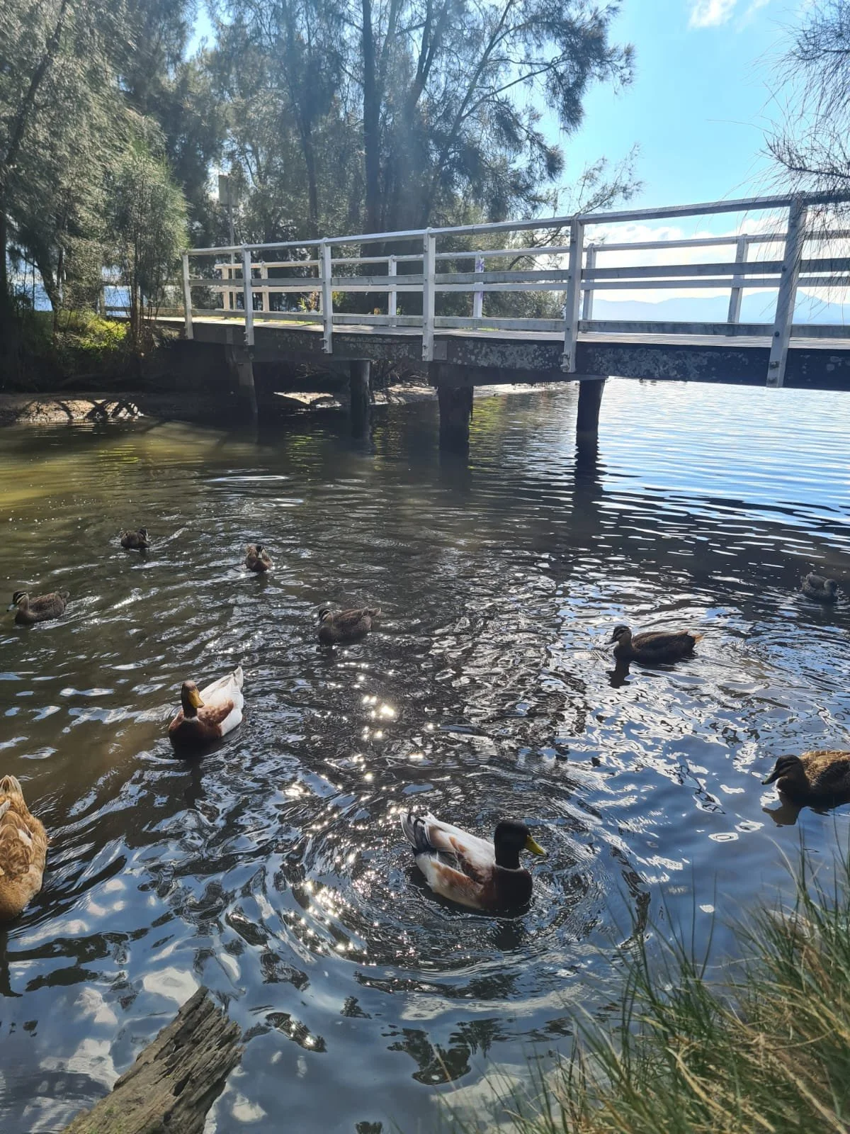 Ducks at the duck pond at Lake Illawarra with bridge in the background