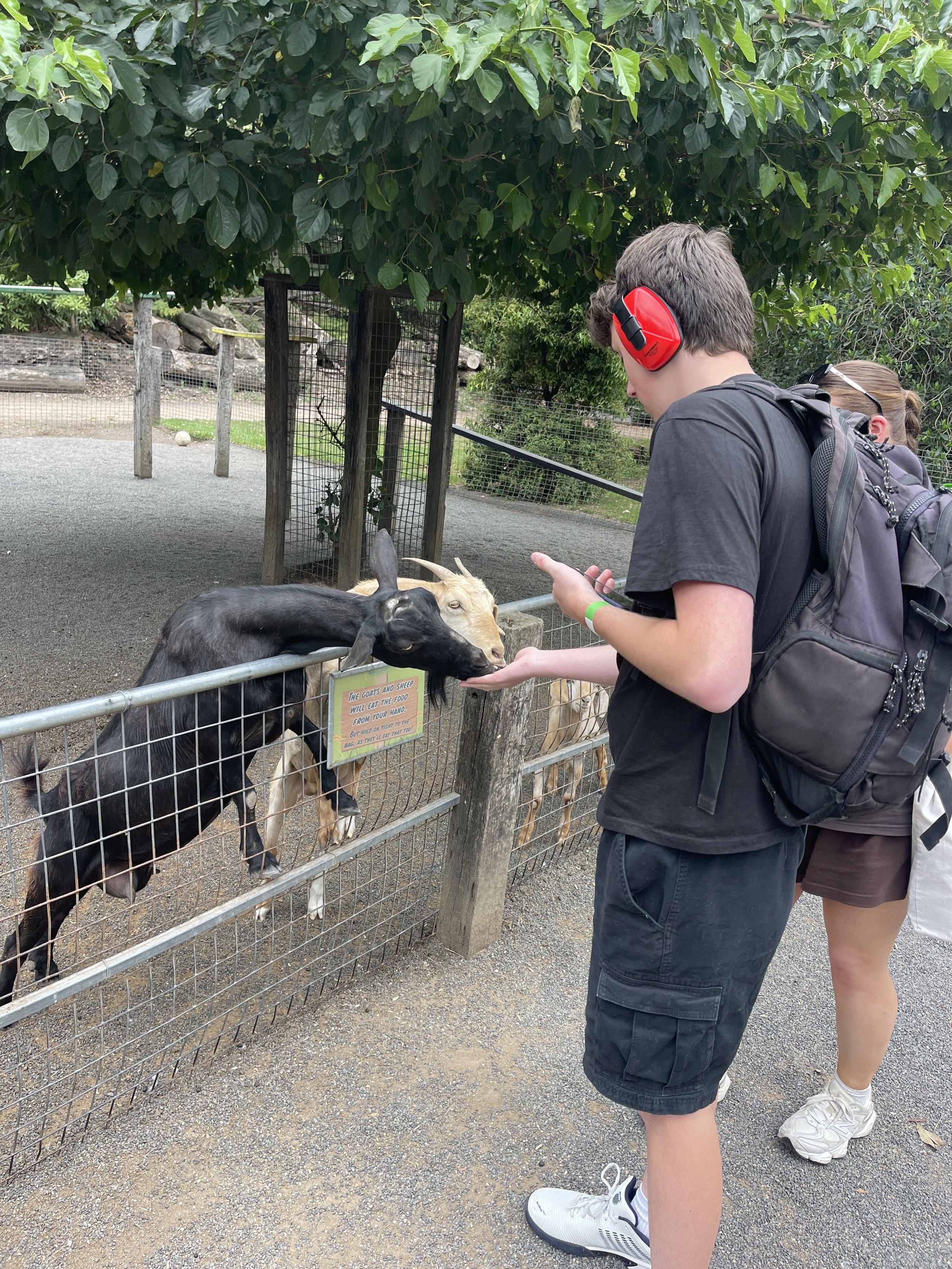 Young people feeding goats over a fence