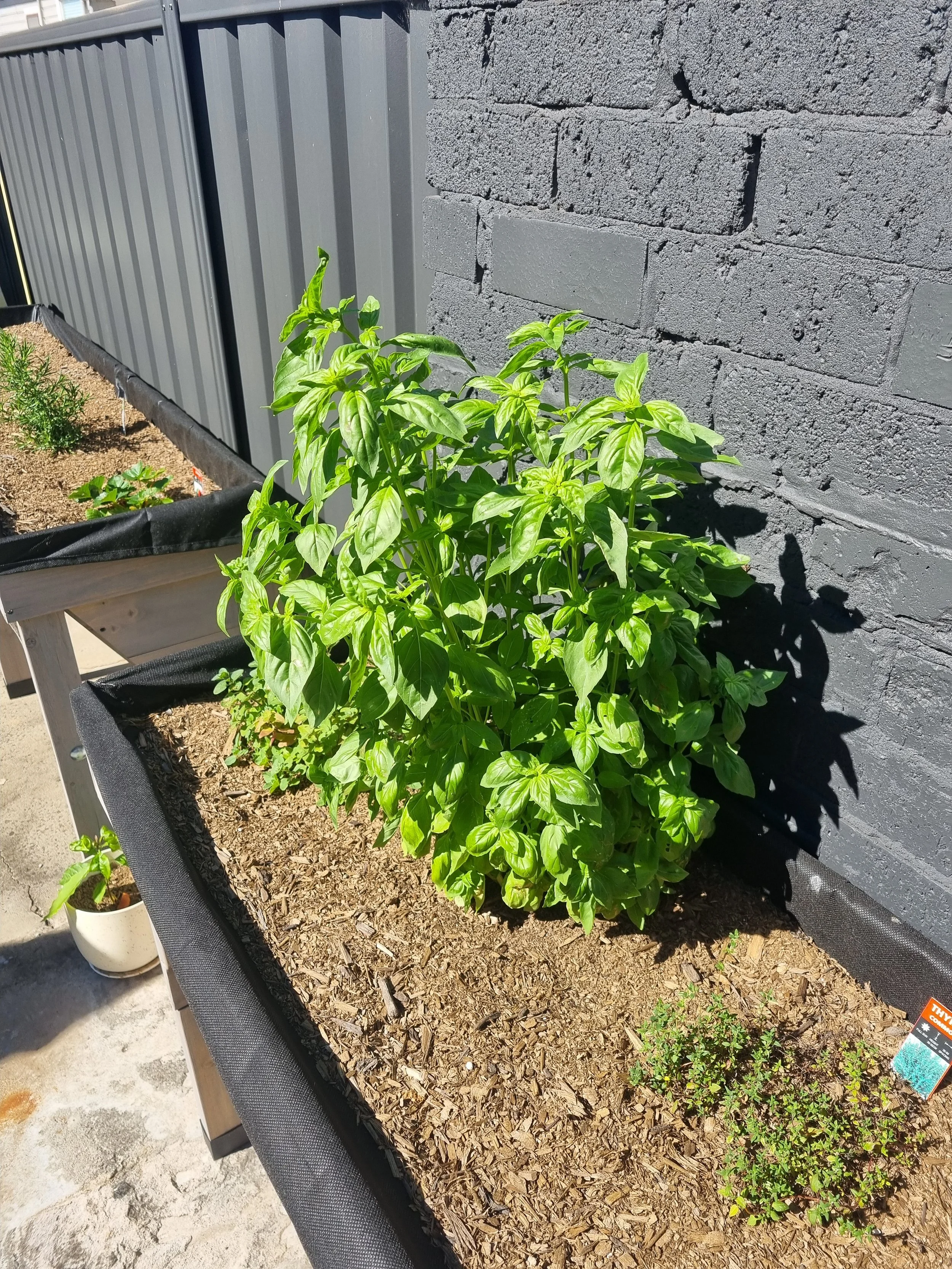 Image of herbs in our garden at Church Street