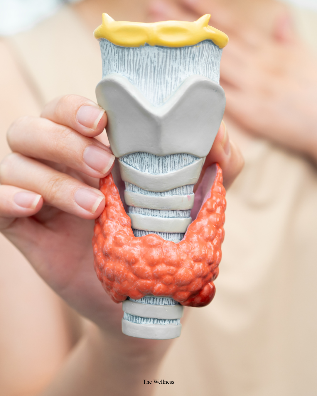 Private Thyroid Ultrasound Scan in London: Nodules, Goitre, and Thyroid Health