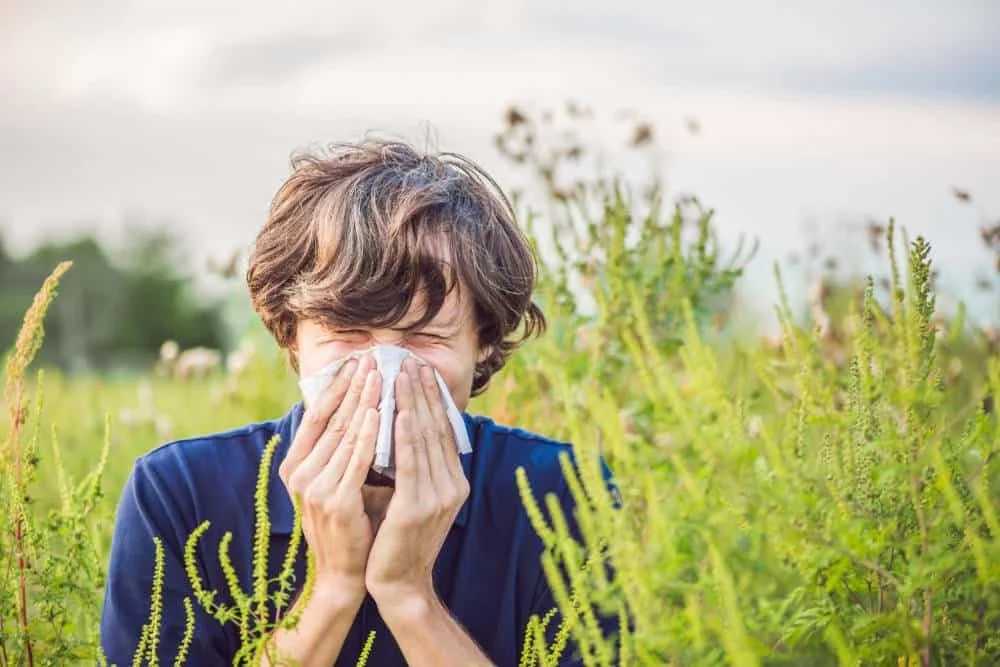 Hay Fever Injection London 2026: What's Available Now After Kenalog Discontinuation