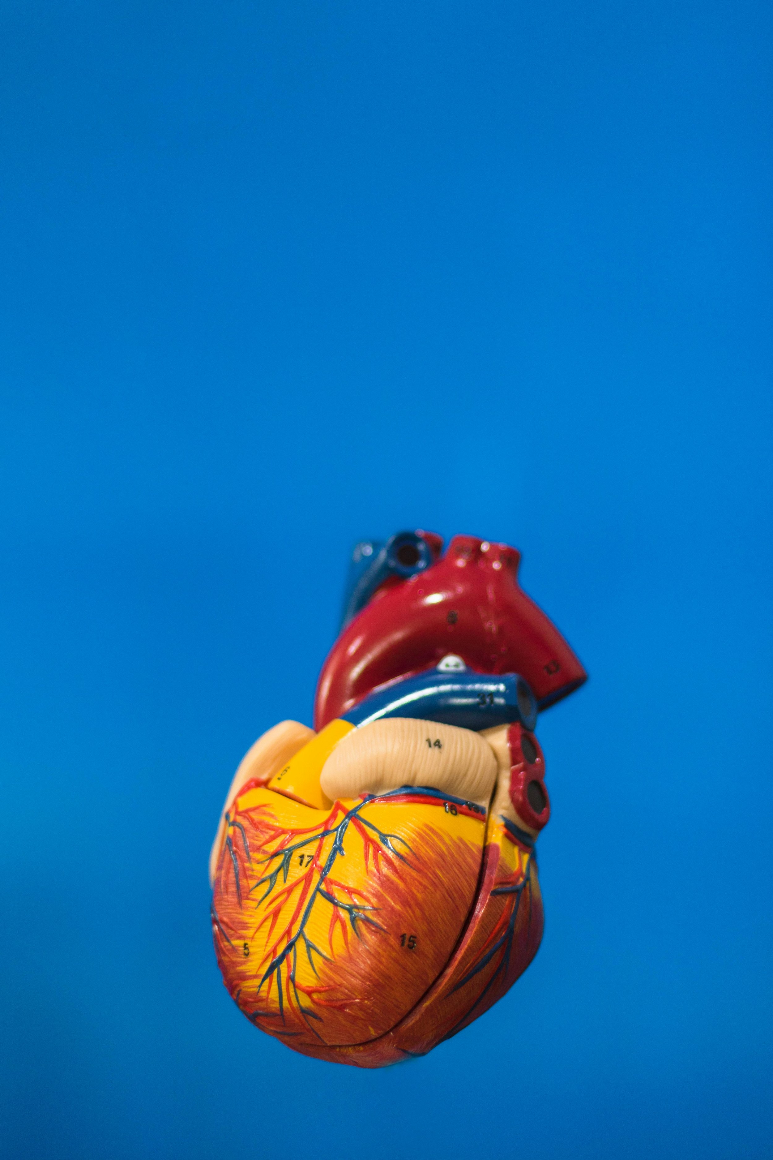 Cholesterol &amp; Cardiovascular Risk Screening London 2026: The Complete Guide to Lipid Panels, ApoB, Lp(a) Testing and Personalised Treatment